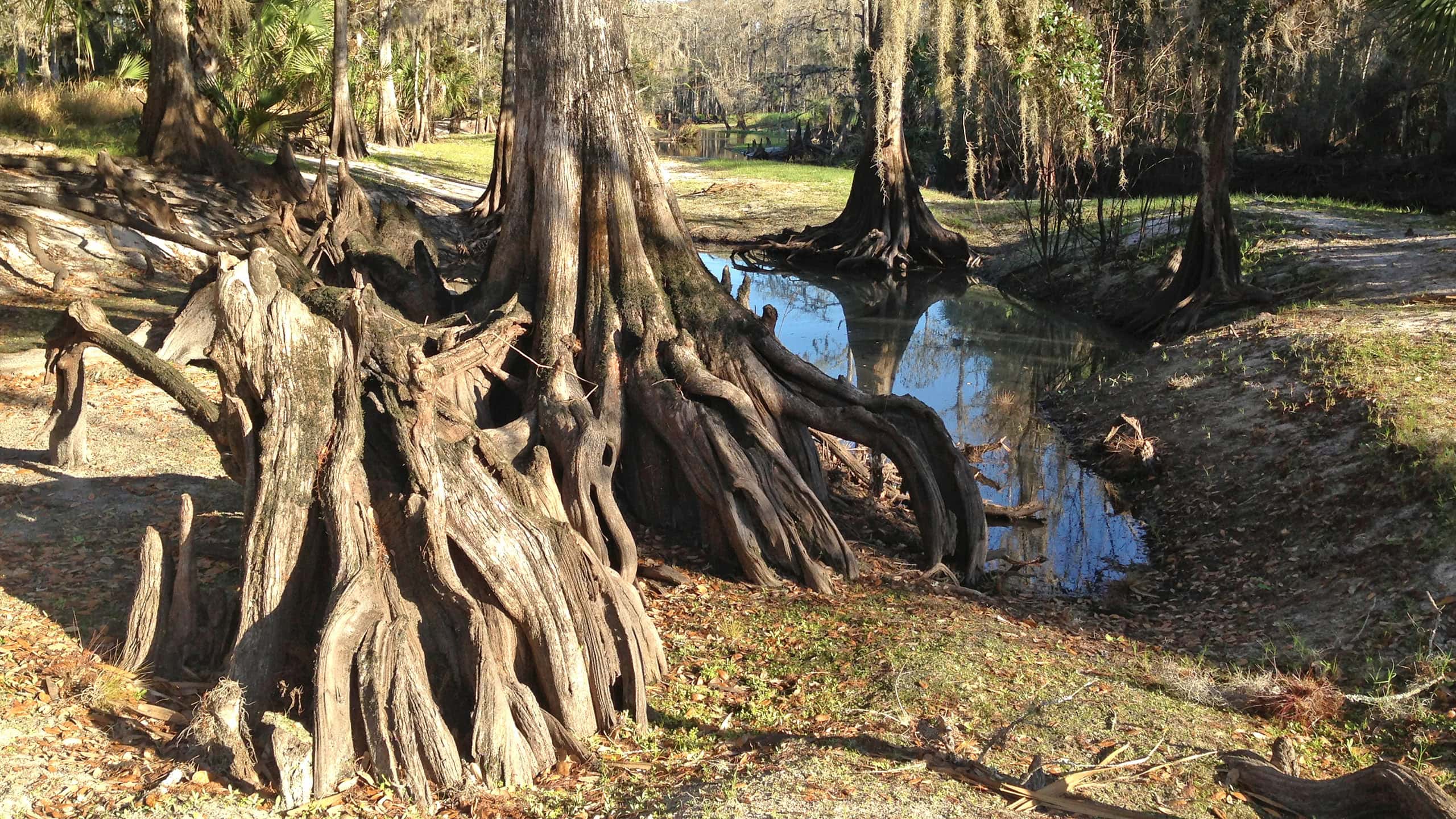 Cypress knees in stream basin