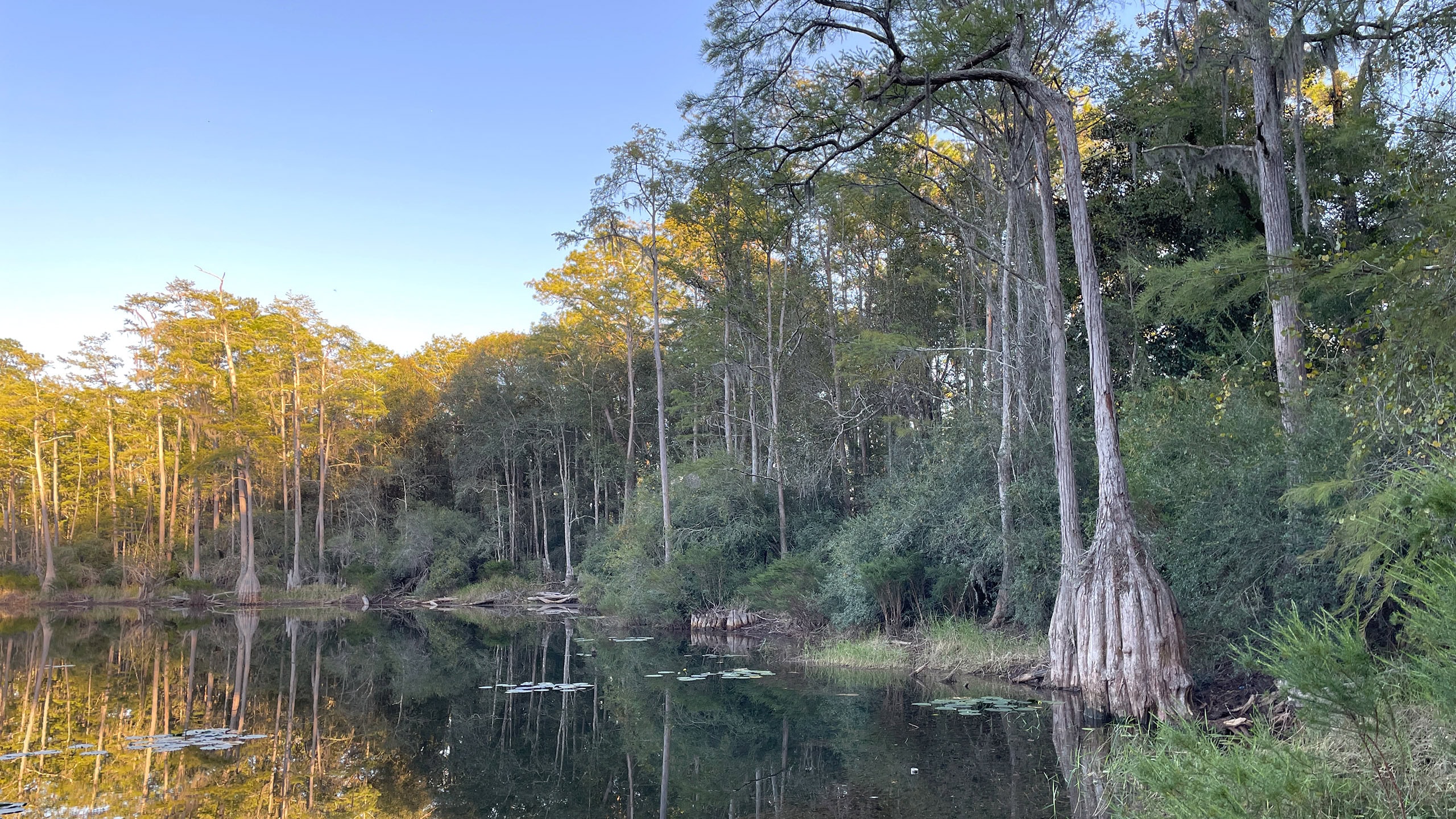 Tall cypress along a lake at dusk