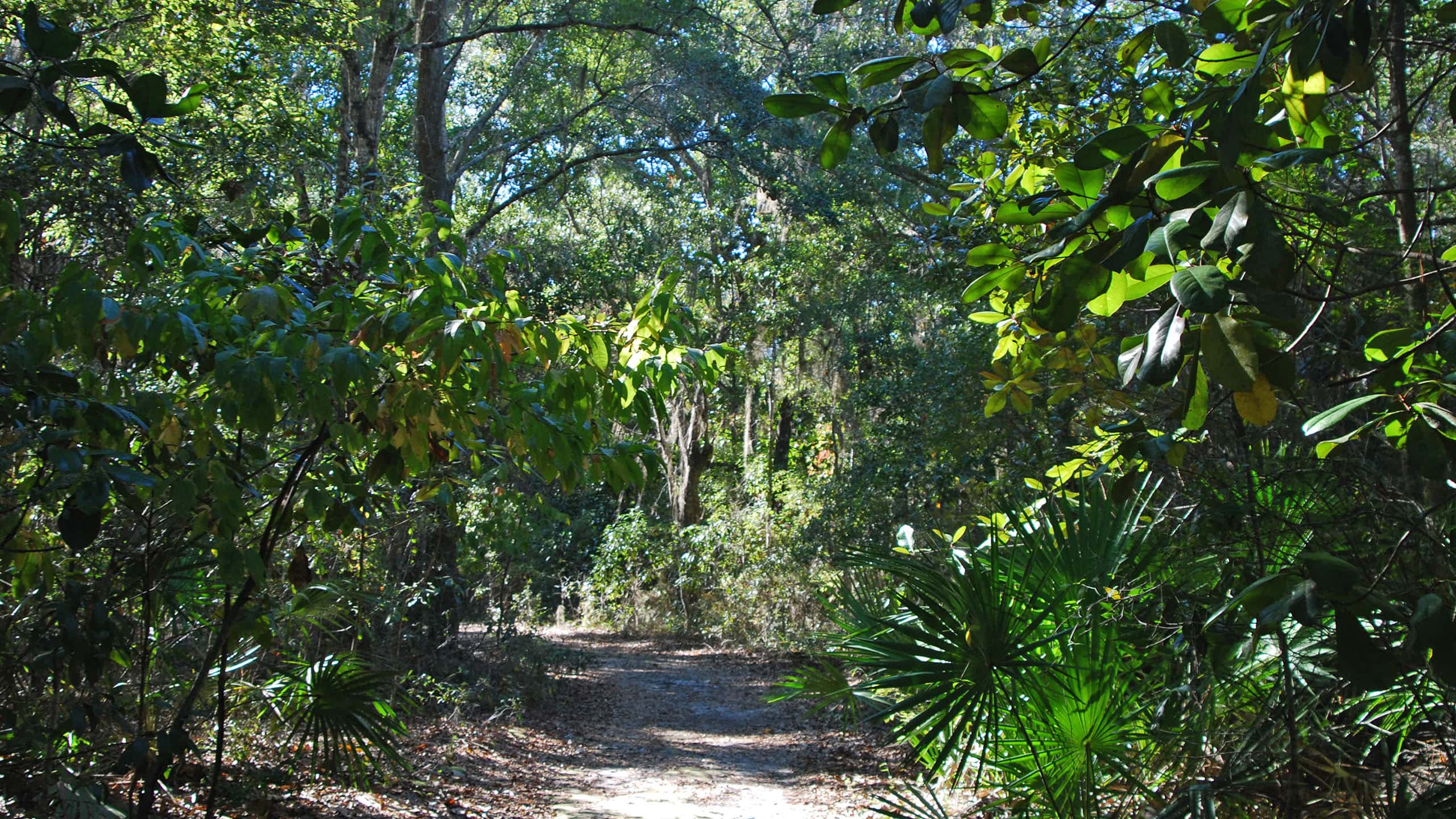 Green wooded corridor