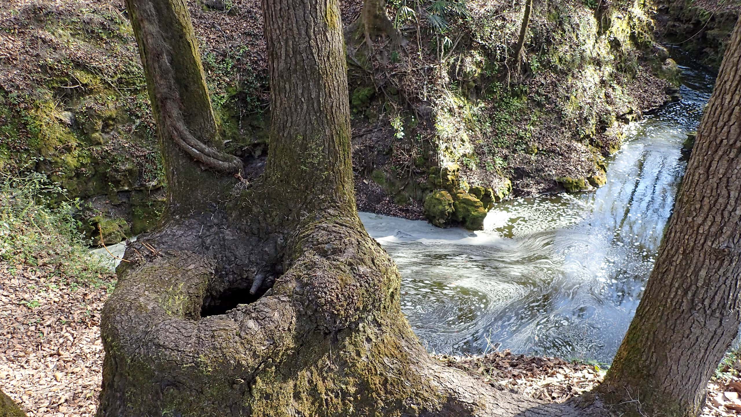 Water swirling beneath a toilet-shaped tree trunk