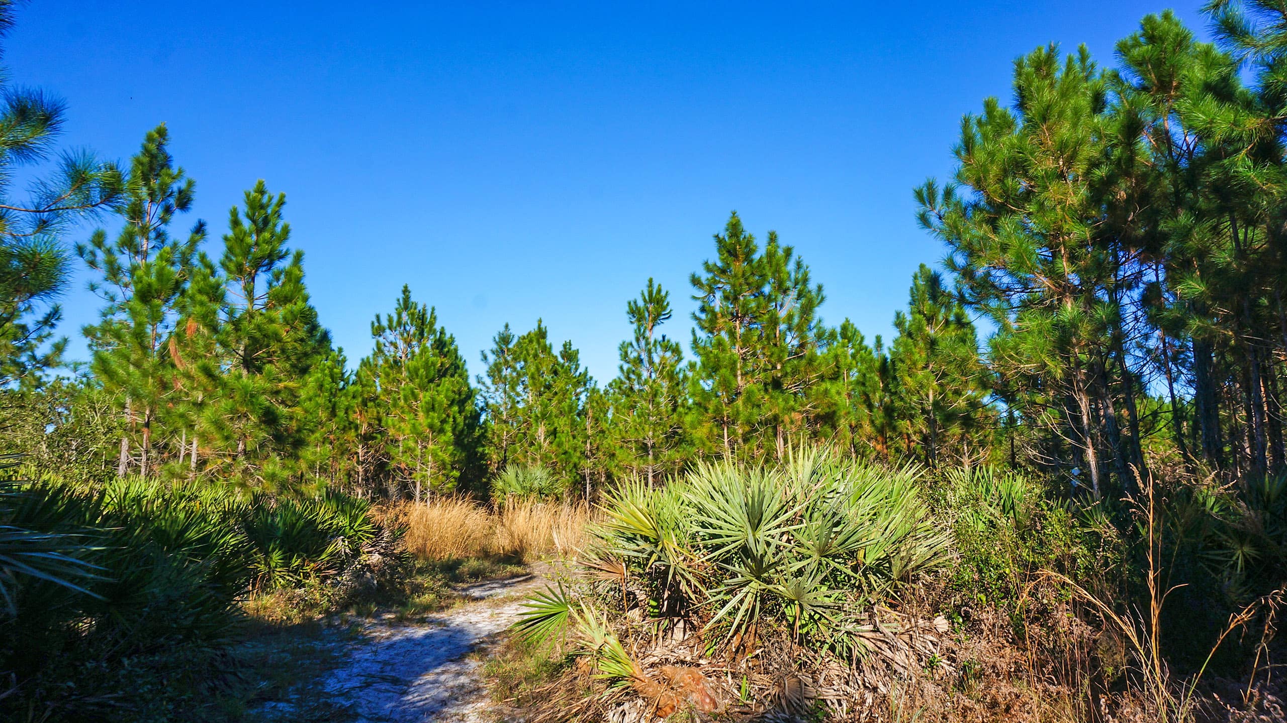 Scrub ridge at Palm Bluff