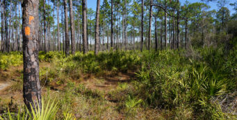 Florida Trail, Sopchoppy