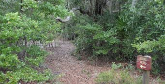 Holly Hammock Hiking Trail