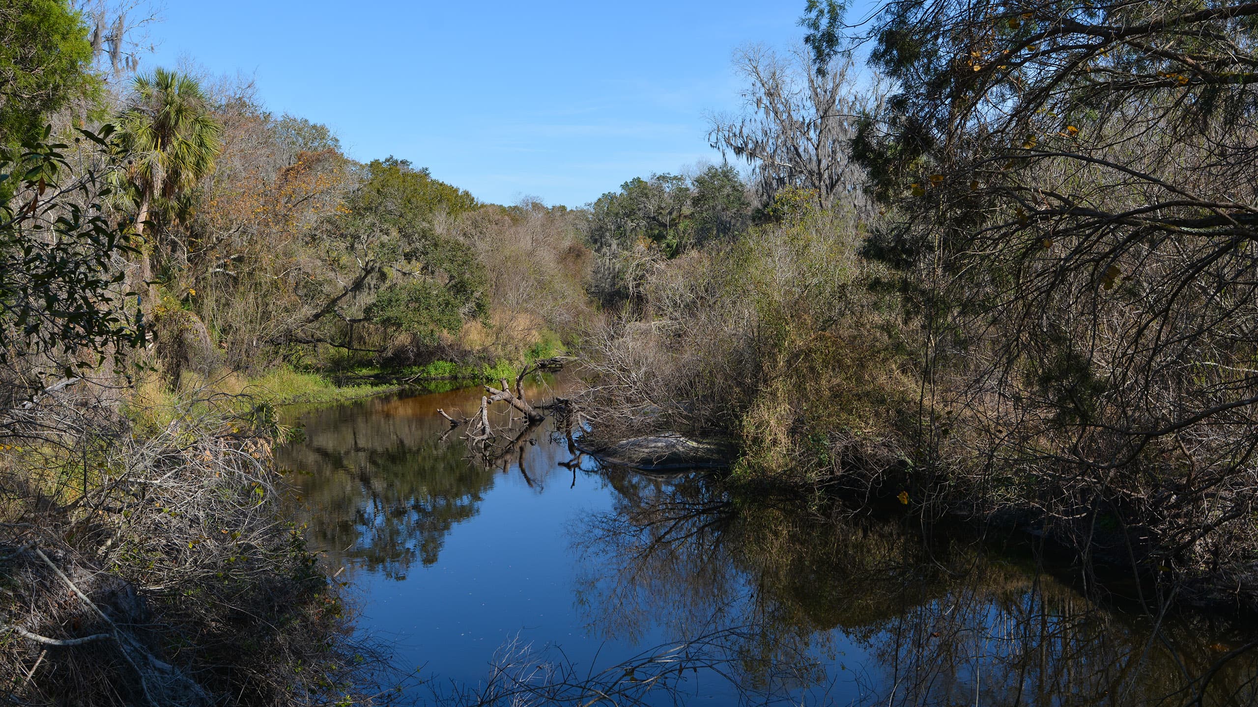 River with forested bluffs