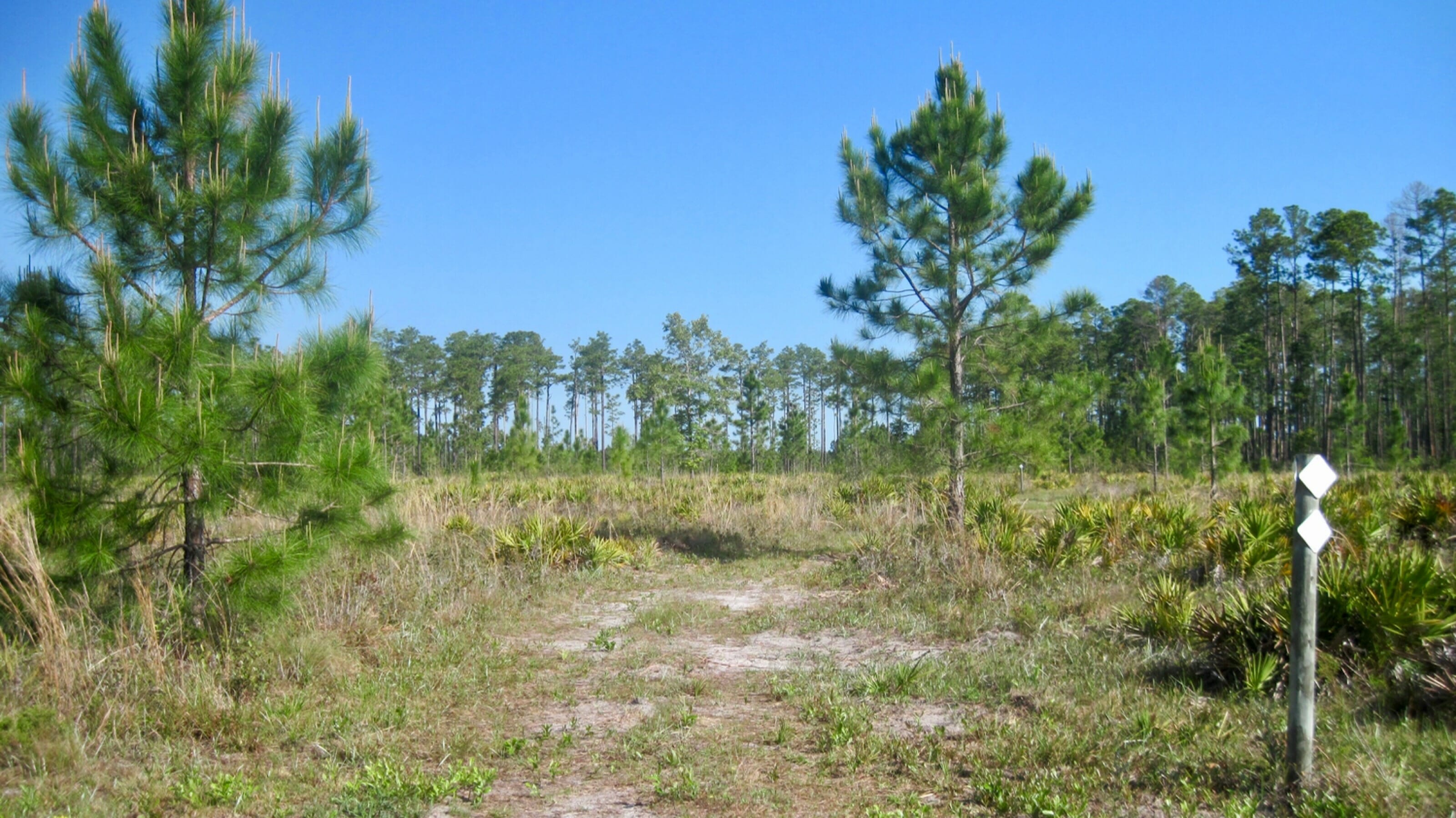 Longleaf Flatwoods Reserve