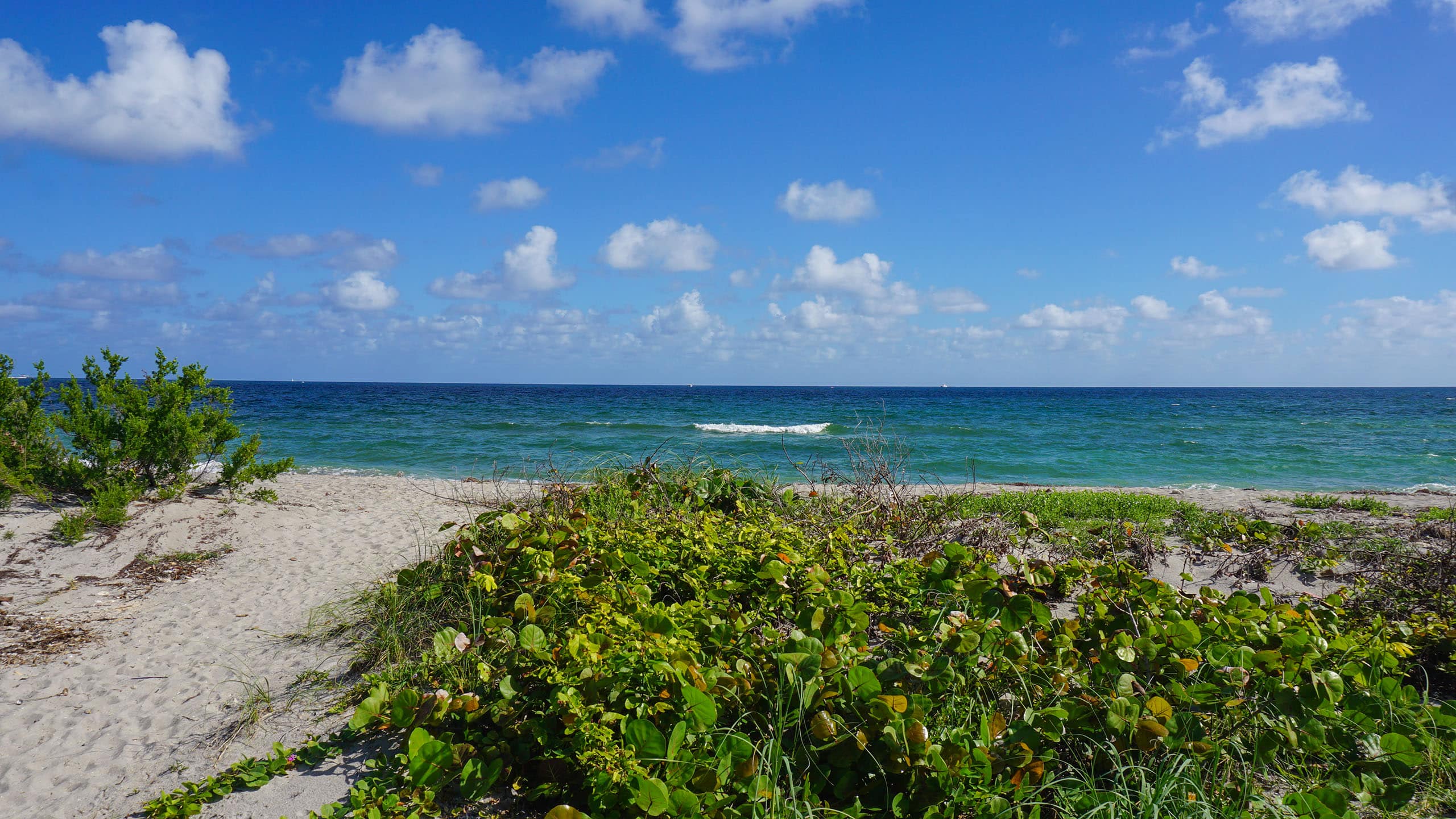 Beach at Mizell-Johnson State Park