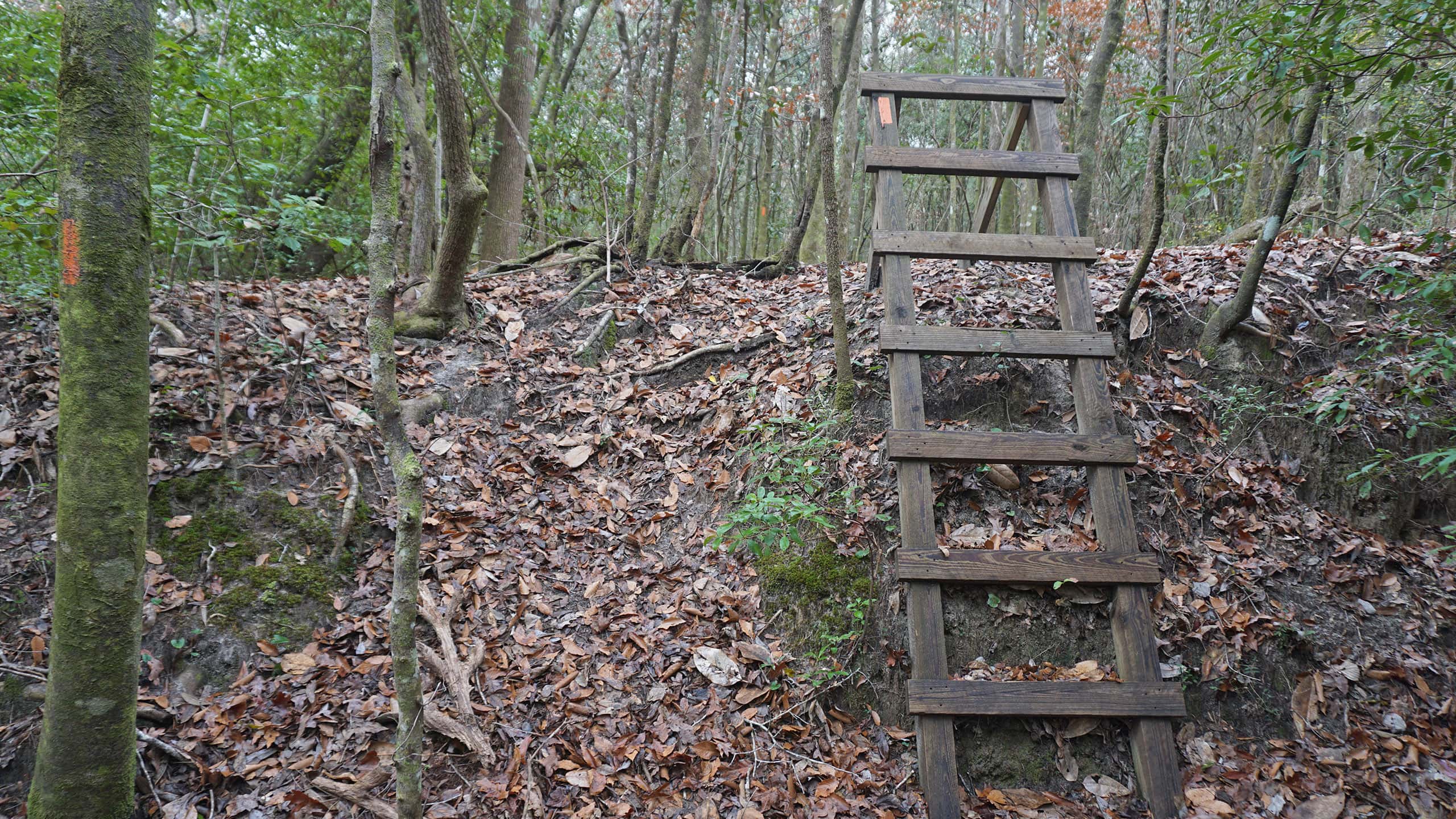 Ladder up a bluff