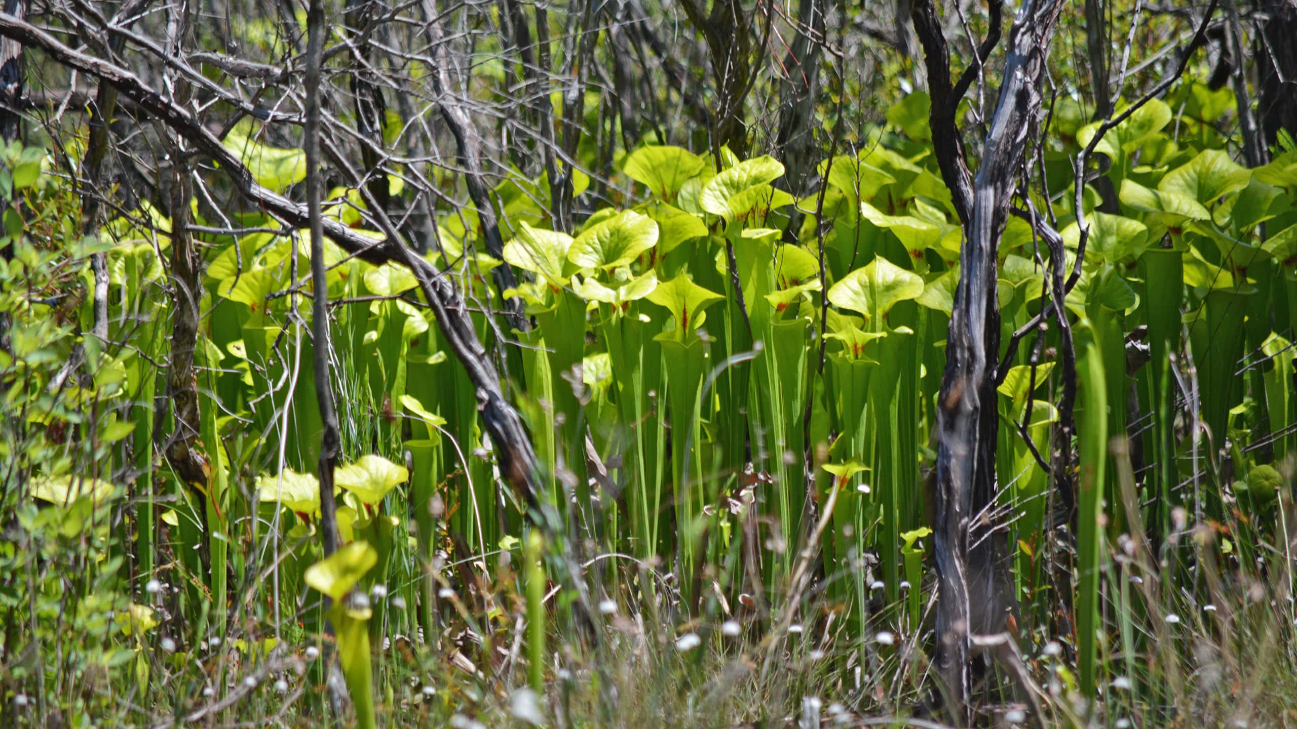 Pitcher plants