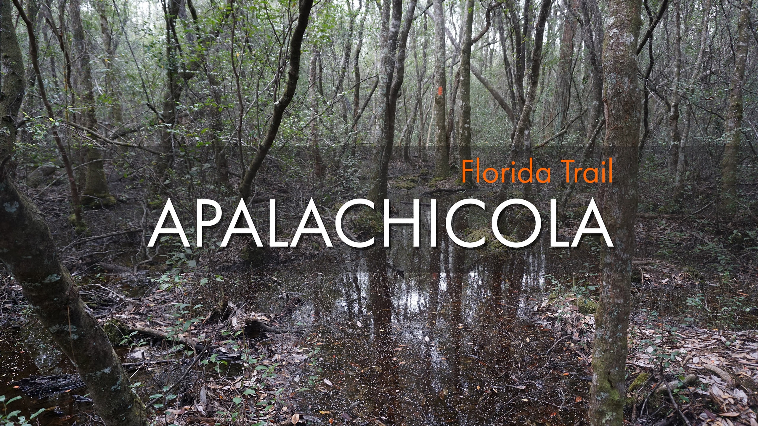 Words Florida Trail Apalachicola over a gum swamp