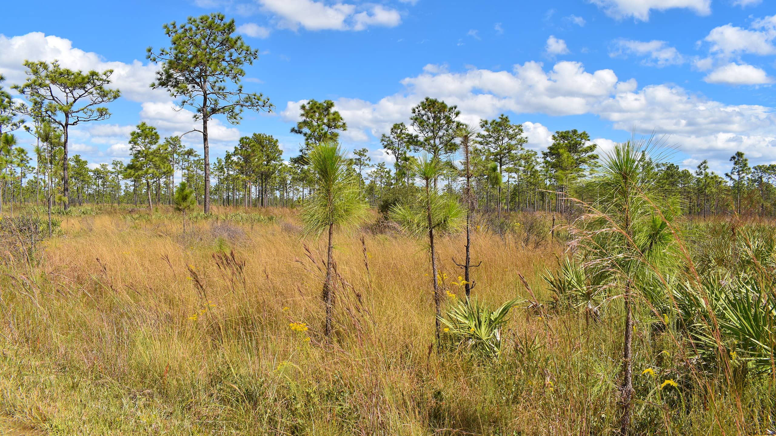 Young longleaf pines at Hal Scott