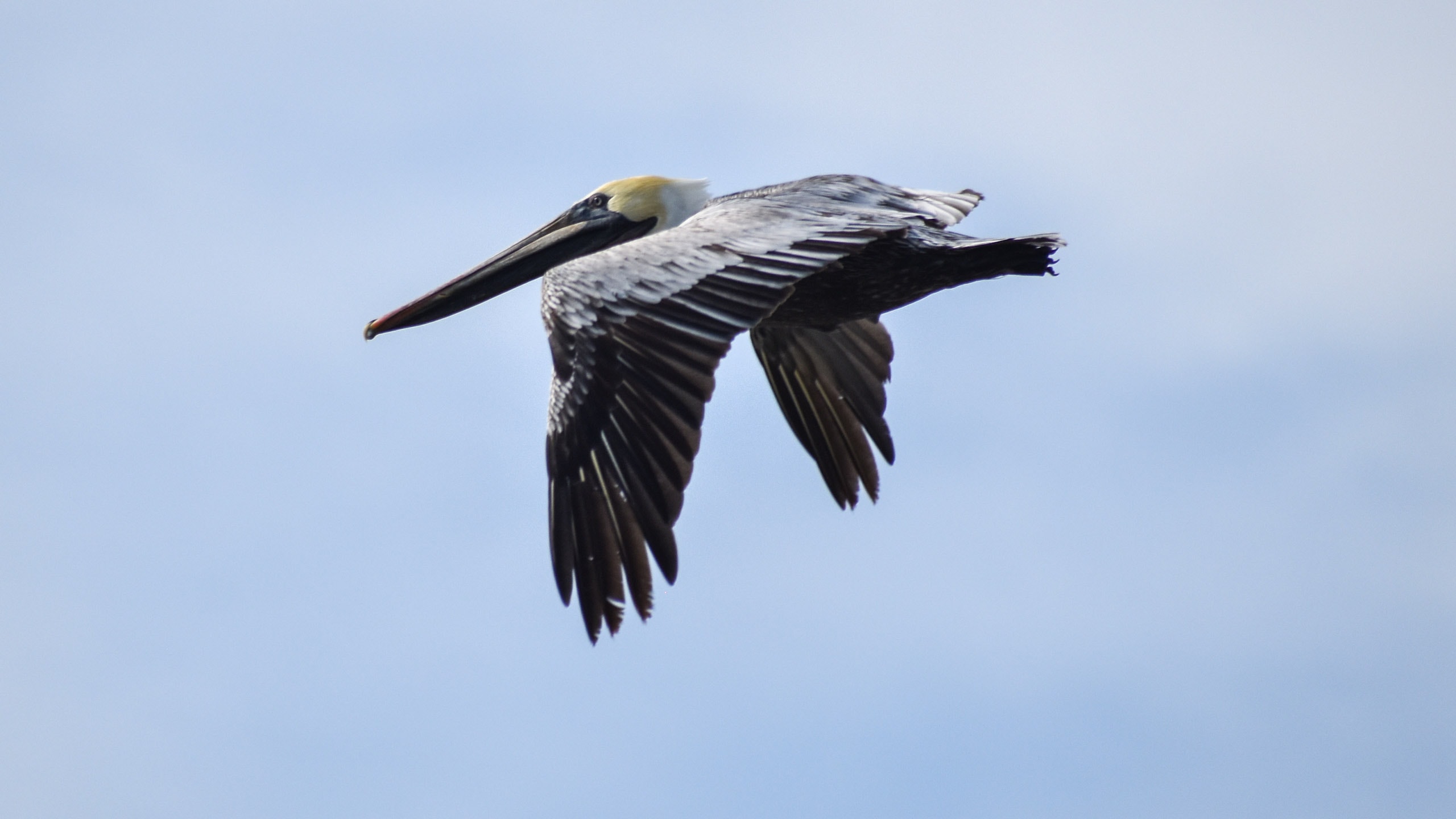 brown pelican in flight