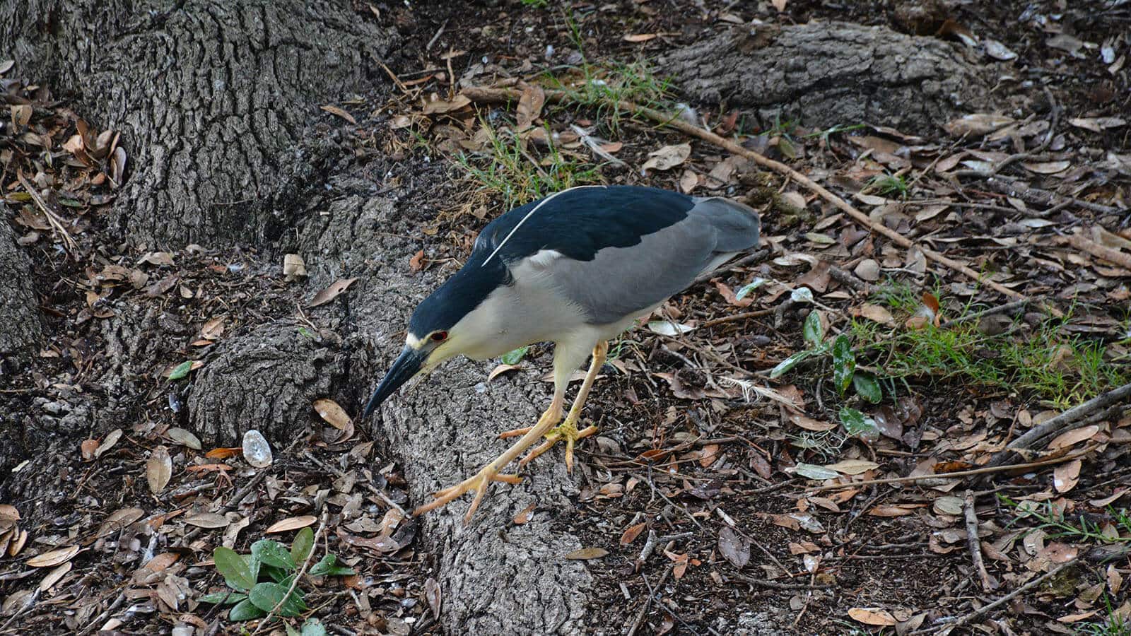 Black-crowned night heron Jacksonville Zoo