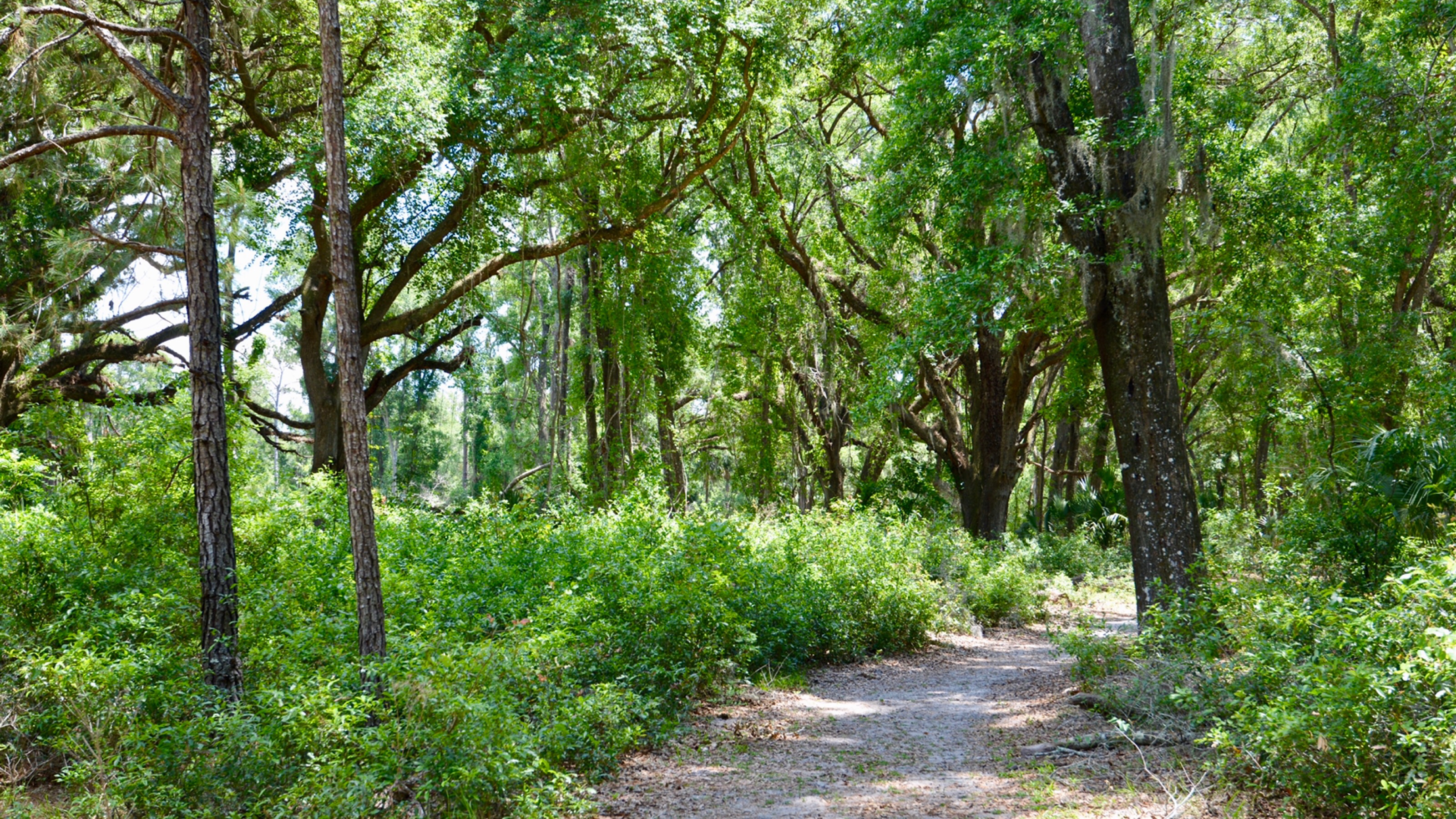 Oak hammock along the Chacala Trail