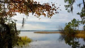 Ocean Pond Olustee