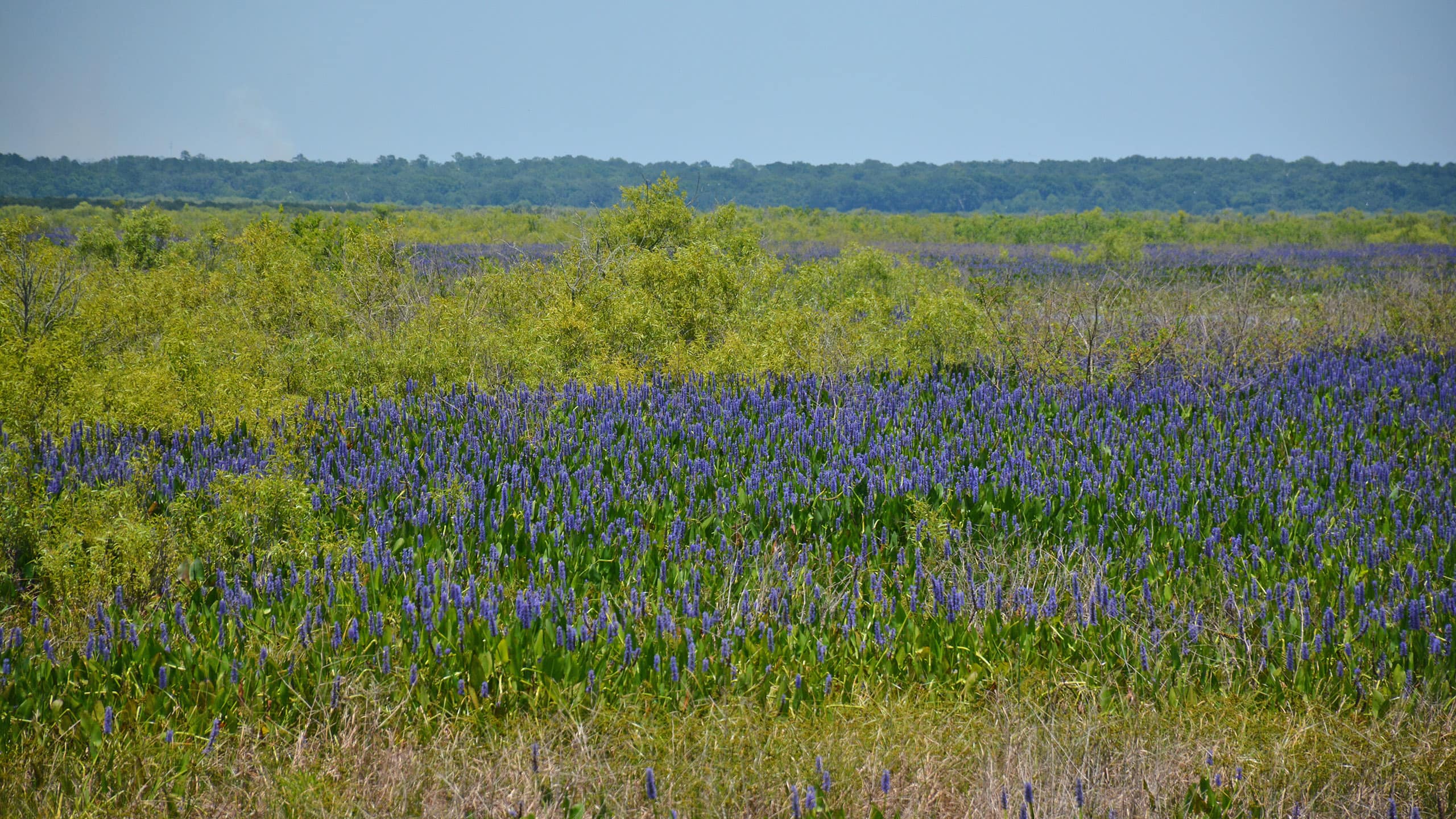 Purple blooms in a greenish marsh