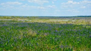 Paynes Prairie blooms