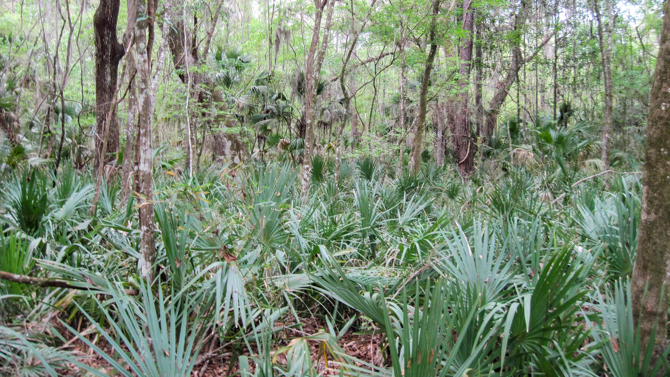 Tangle of saw palmetto in floodplain