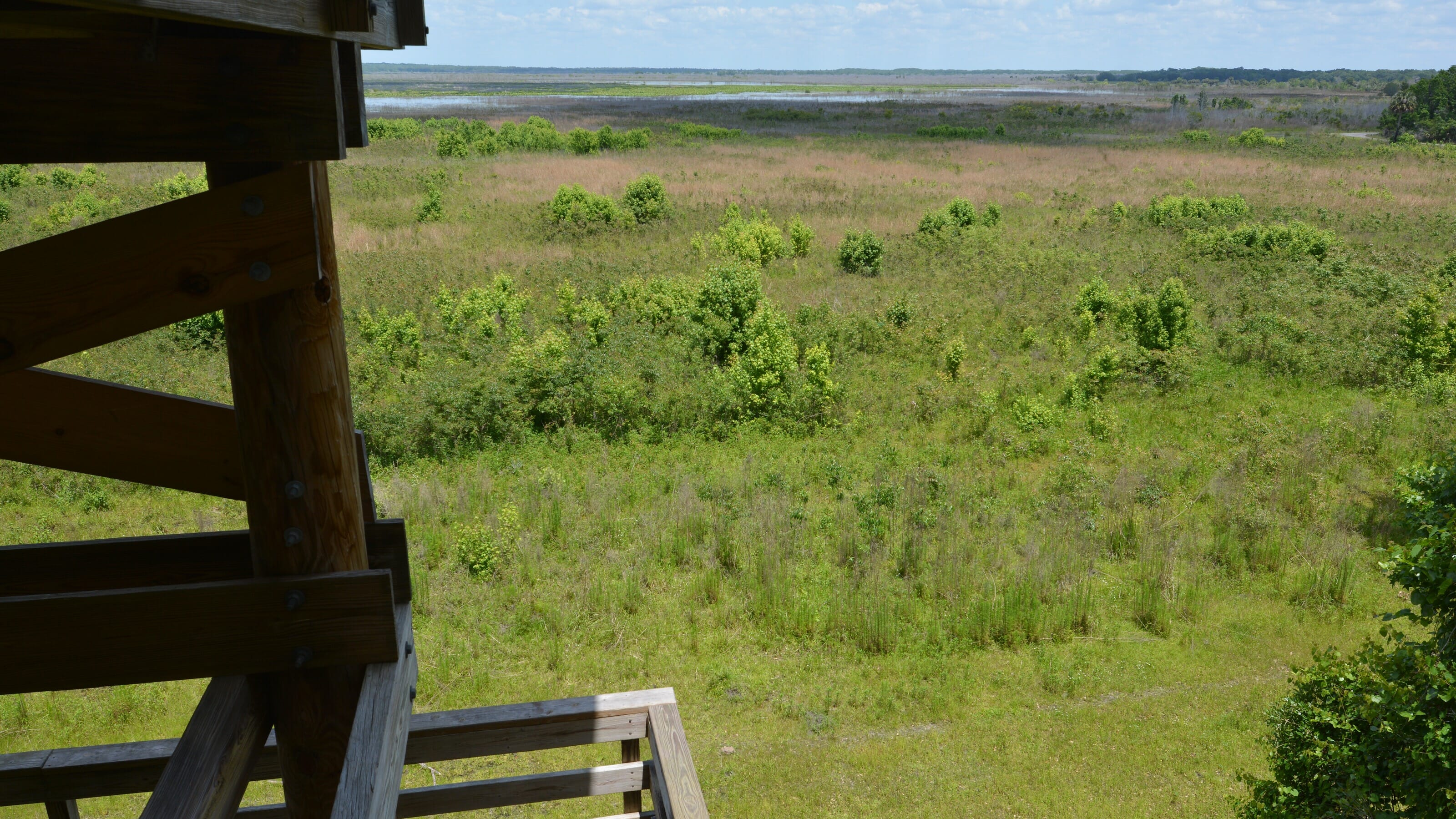 Tower at Paynes Prairie