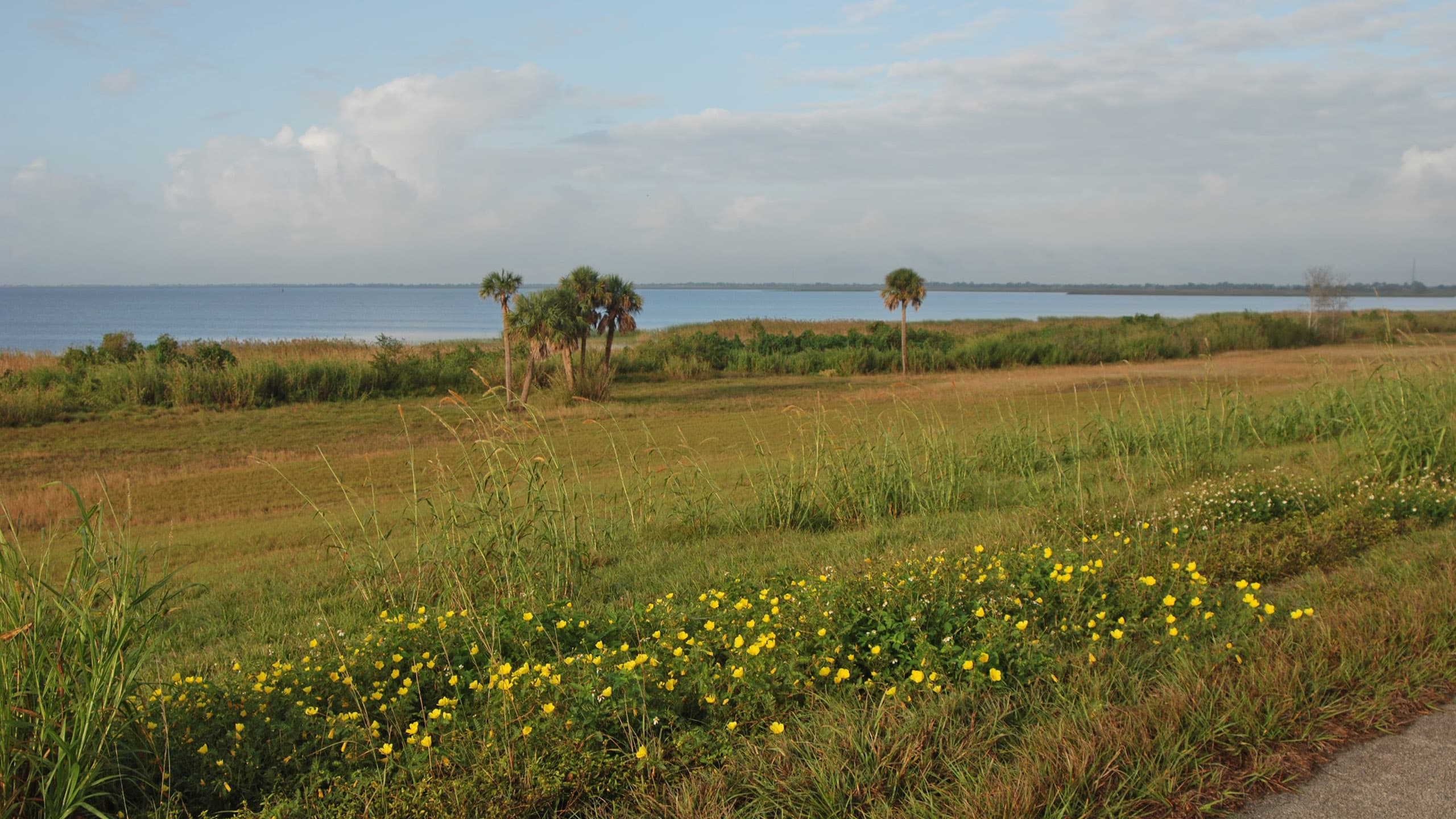 Lakeshore with scattered palms and grassy slope