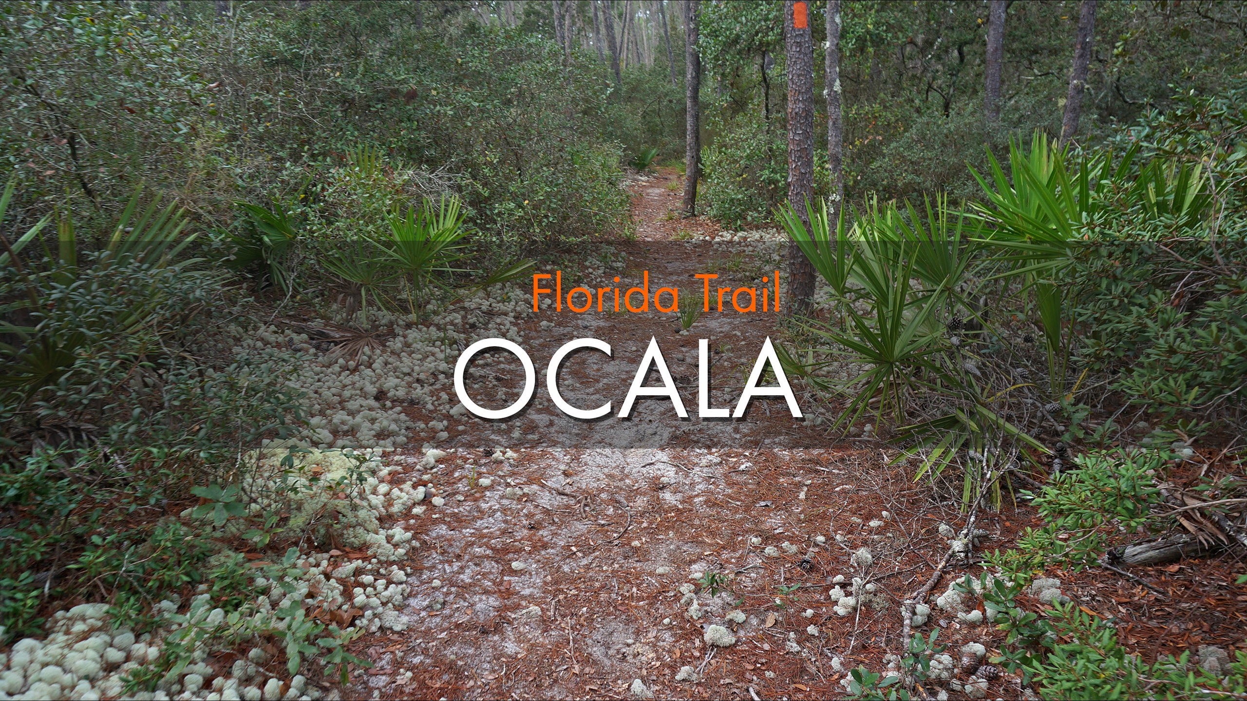 Words Florida Trail Ocala atop a view of a trail tunneling into a dense sand pine scrub forest.