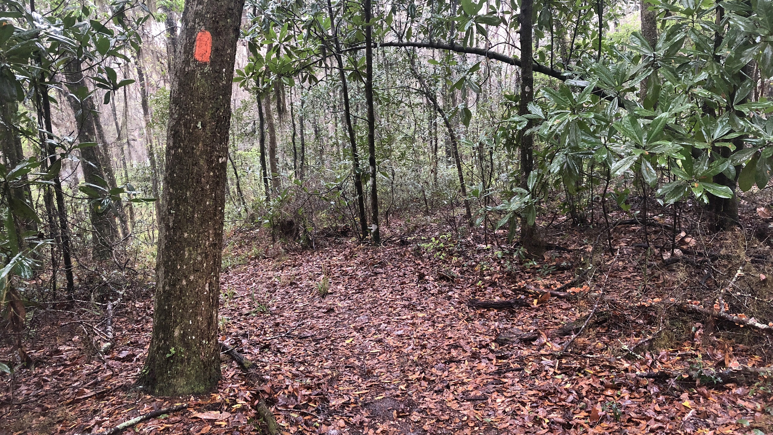 Orange blaze on a tree next to a broad trail on a wet day in forest