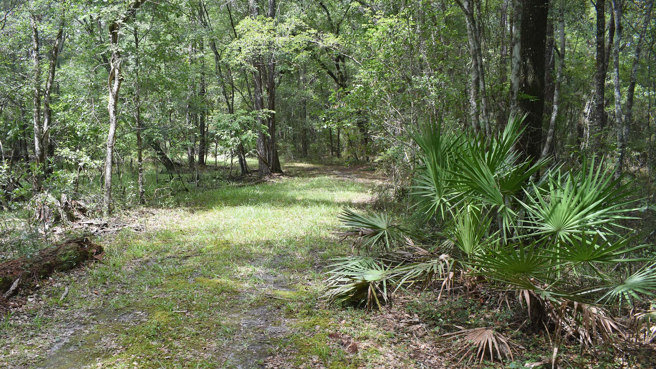 Broad grassy path in shady forest