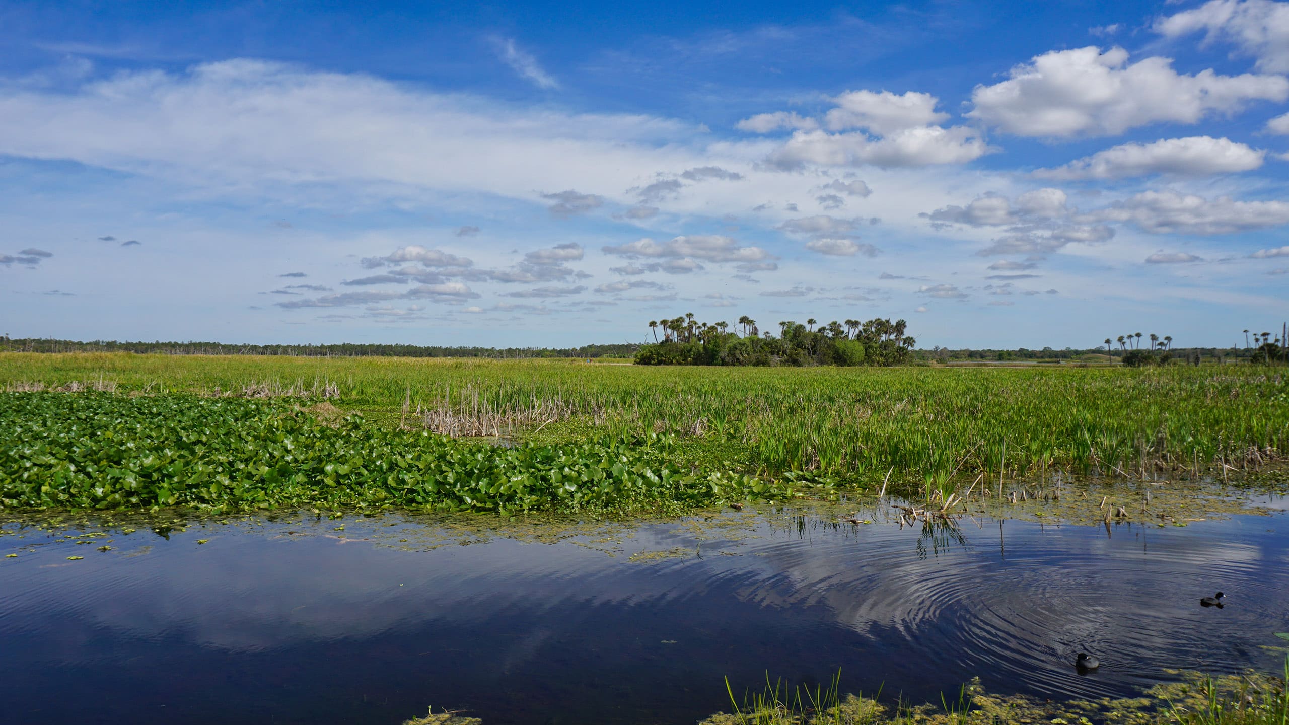 Open marsh at Orlando Wetlands Park