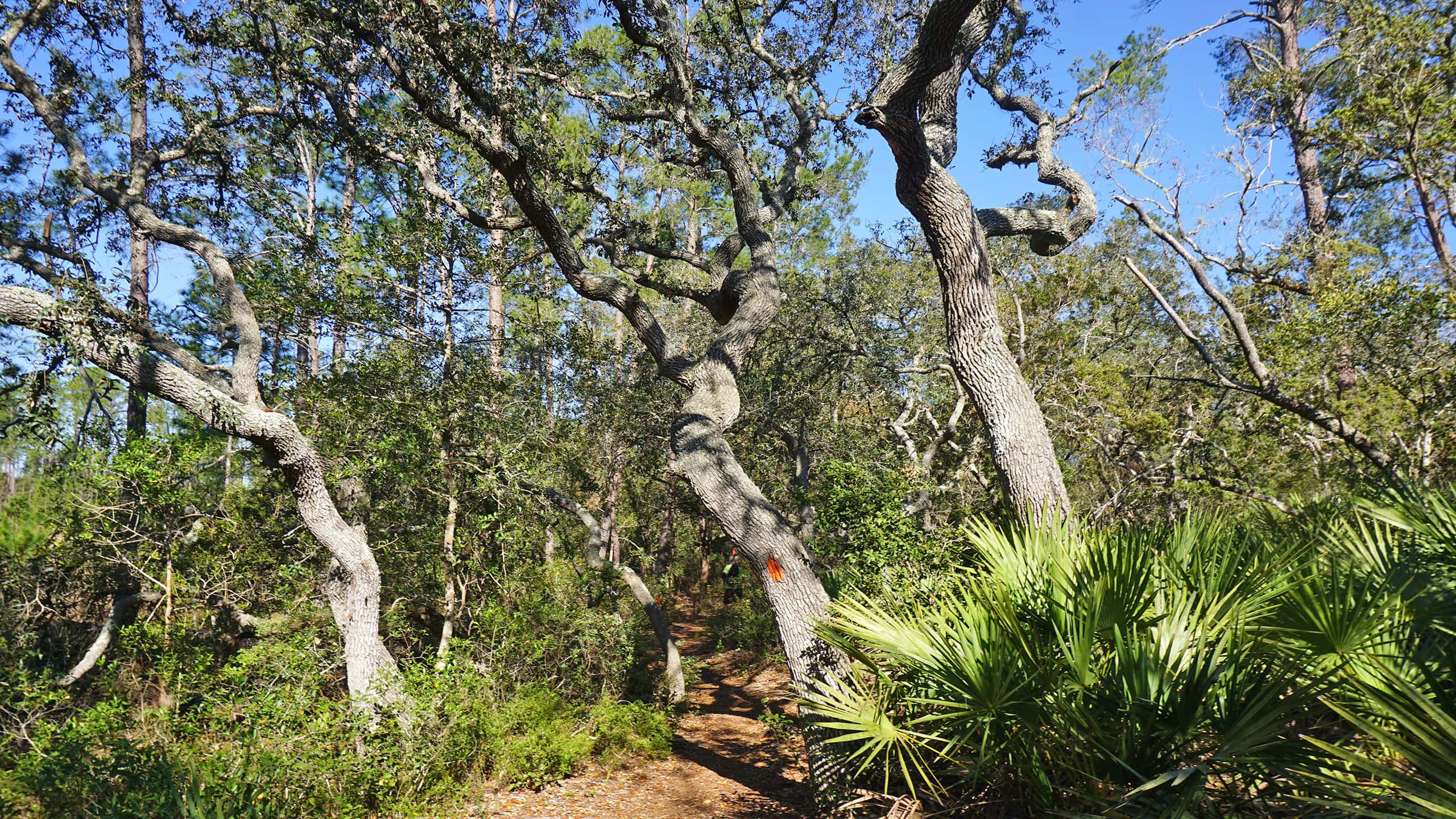 Sand live oaks with blazes above trail