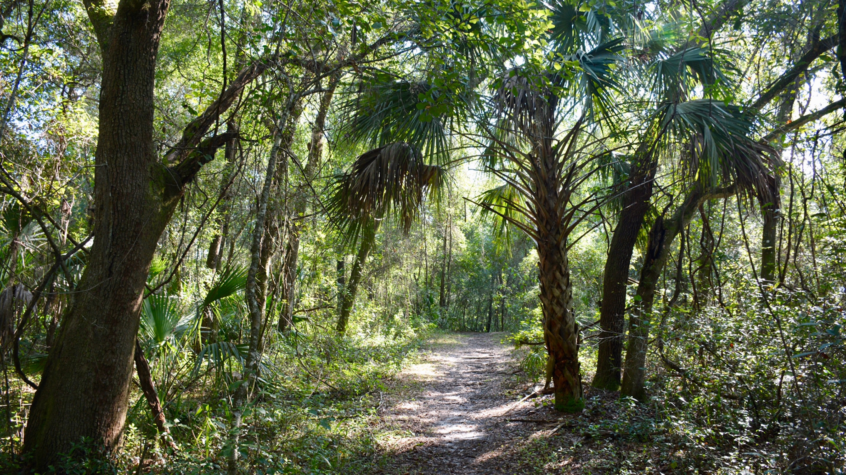 Hiking Blue Run of Dunnellon Park