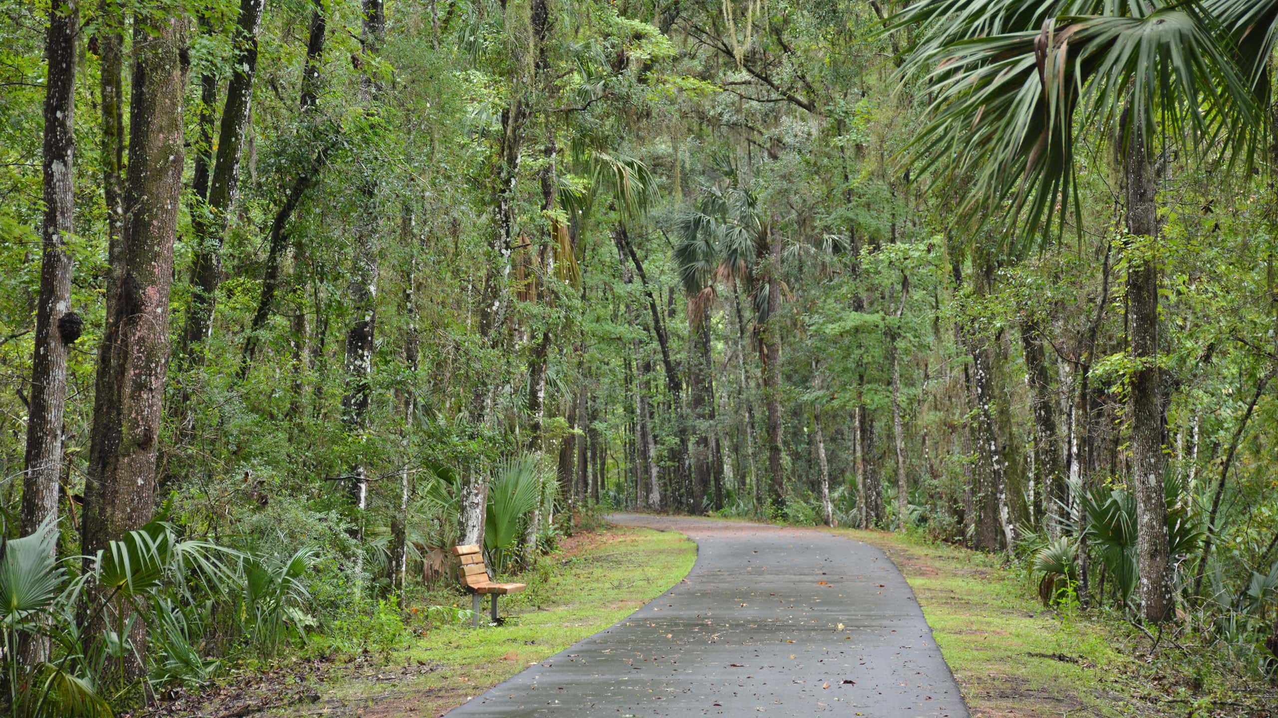 Paved path with bench in lush forest