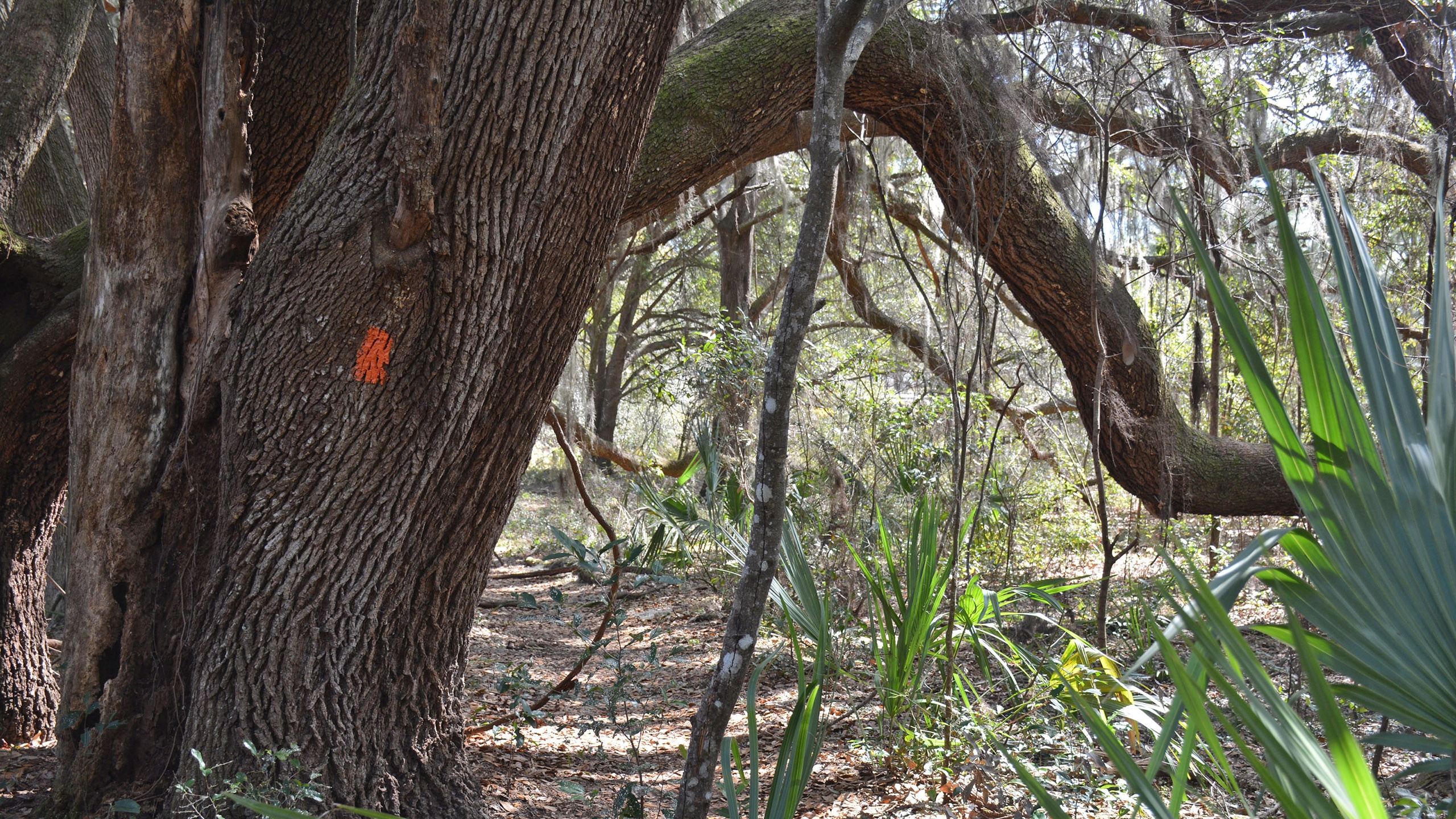 Ancient oak with an orange blaze and footpath