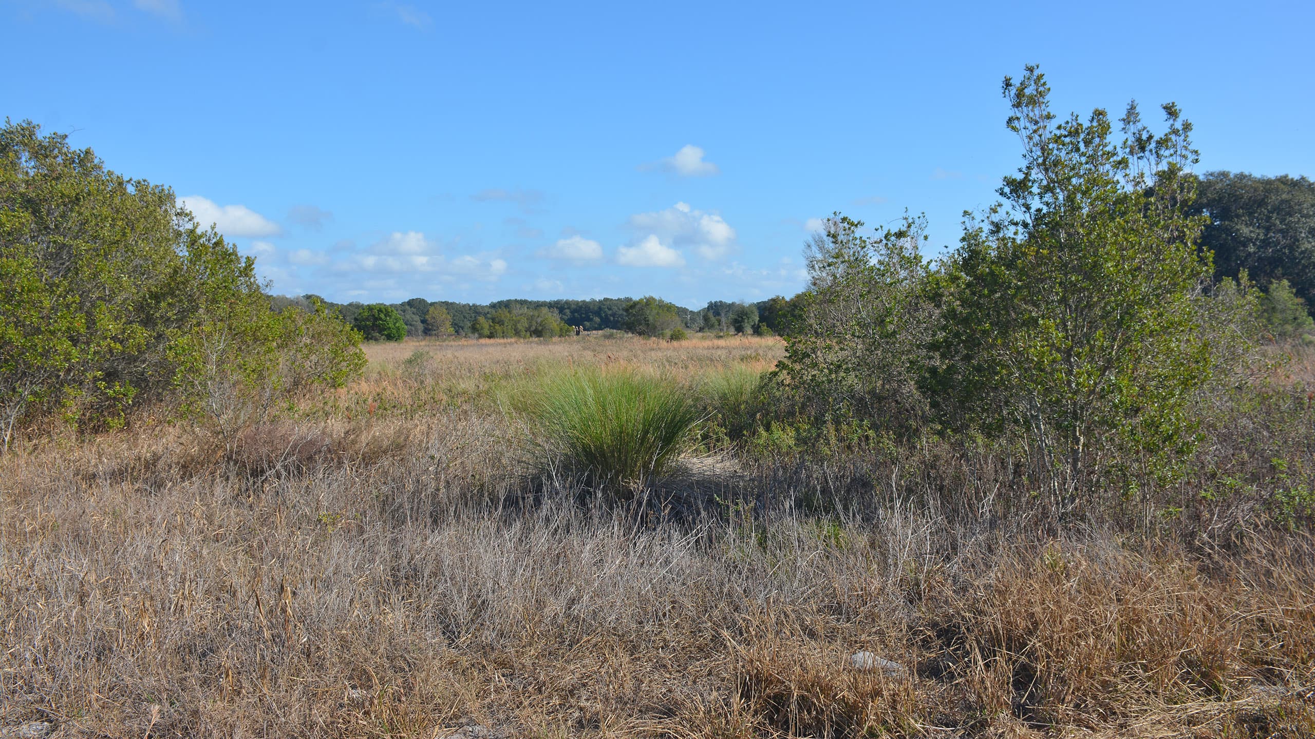 Marsh-edged prairie expanse with treeline in distance