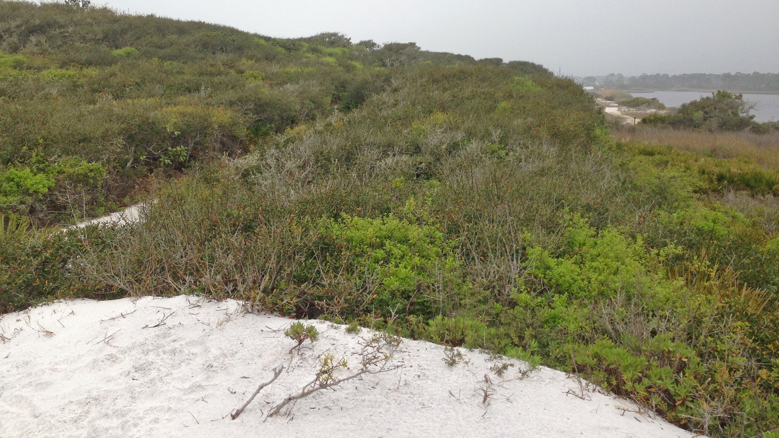 View of lake beyond scrub covered sand ridge