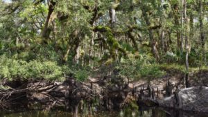 Econ River Wilderness east shore hammock