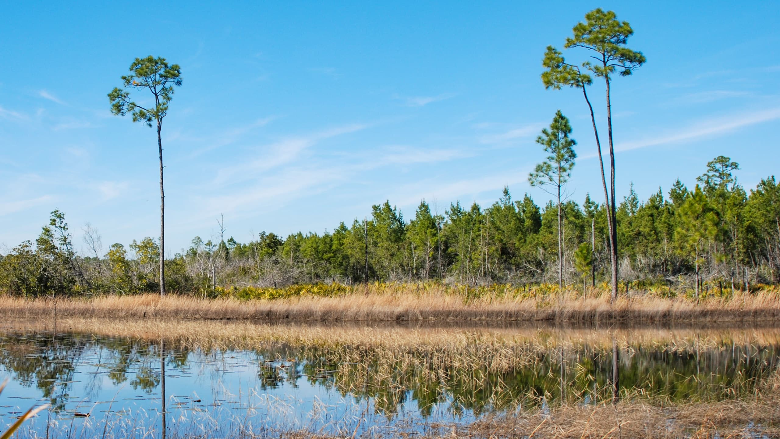 Lone pines rising against short pines along a pond