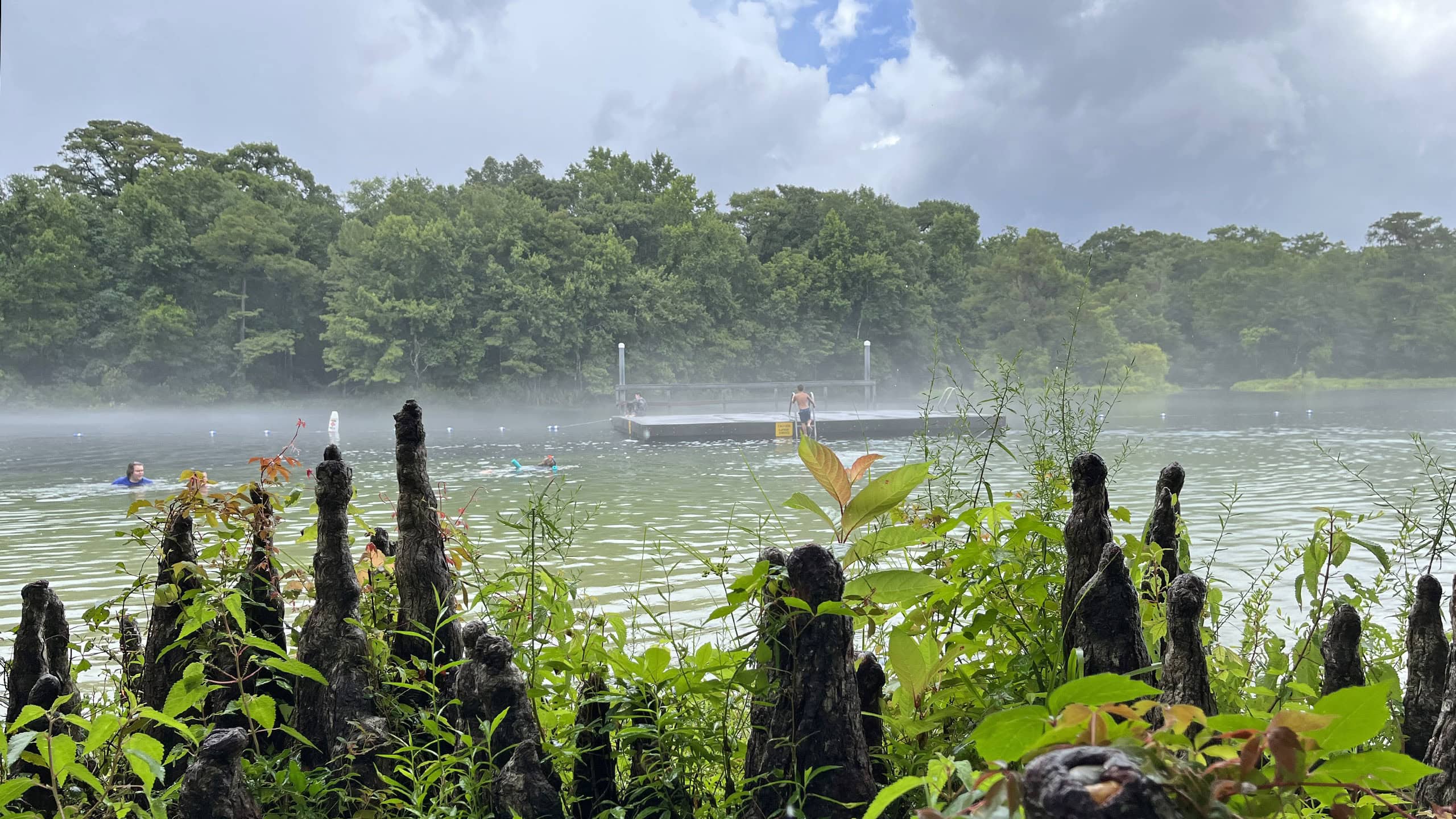 Fog above swimming area behind cypress knees