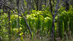 Apalachee Savannas pitcher plants