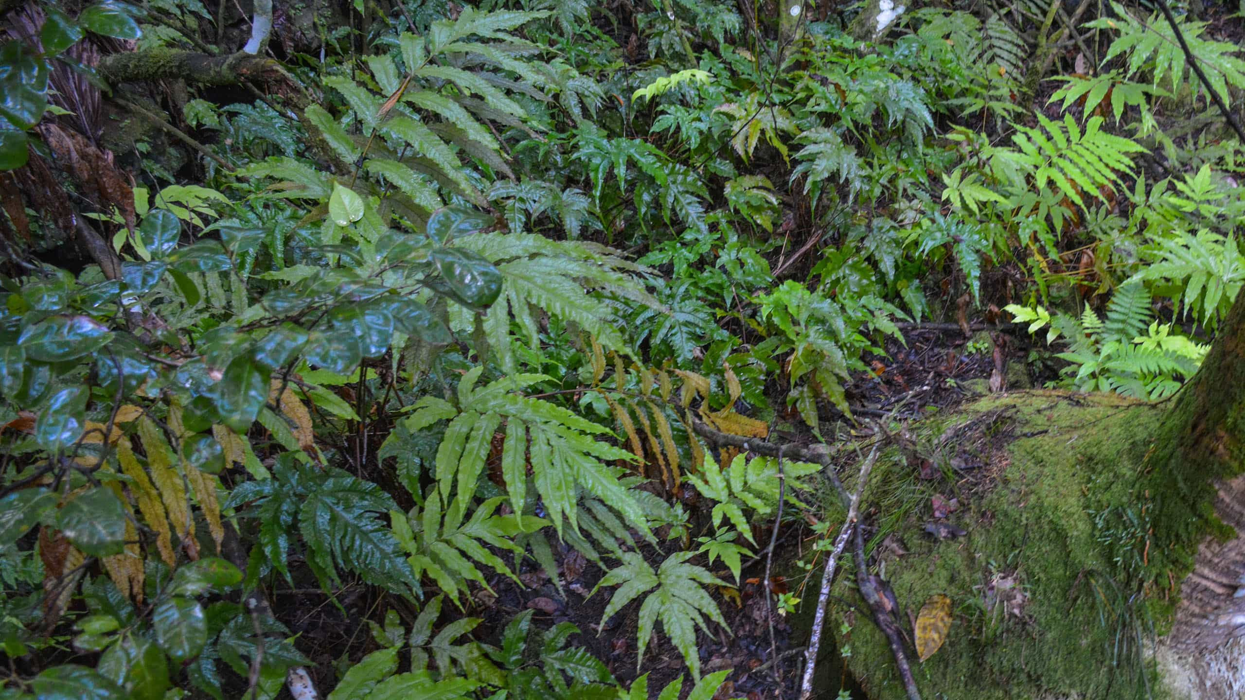 Fern Forest ferns