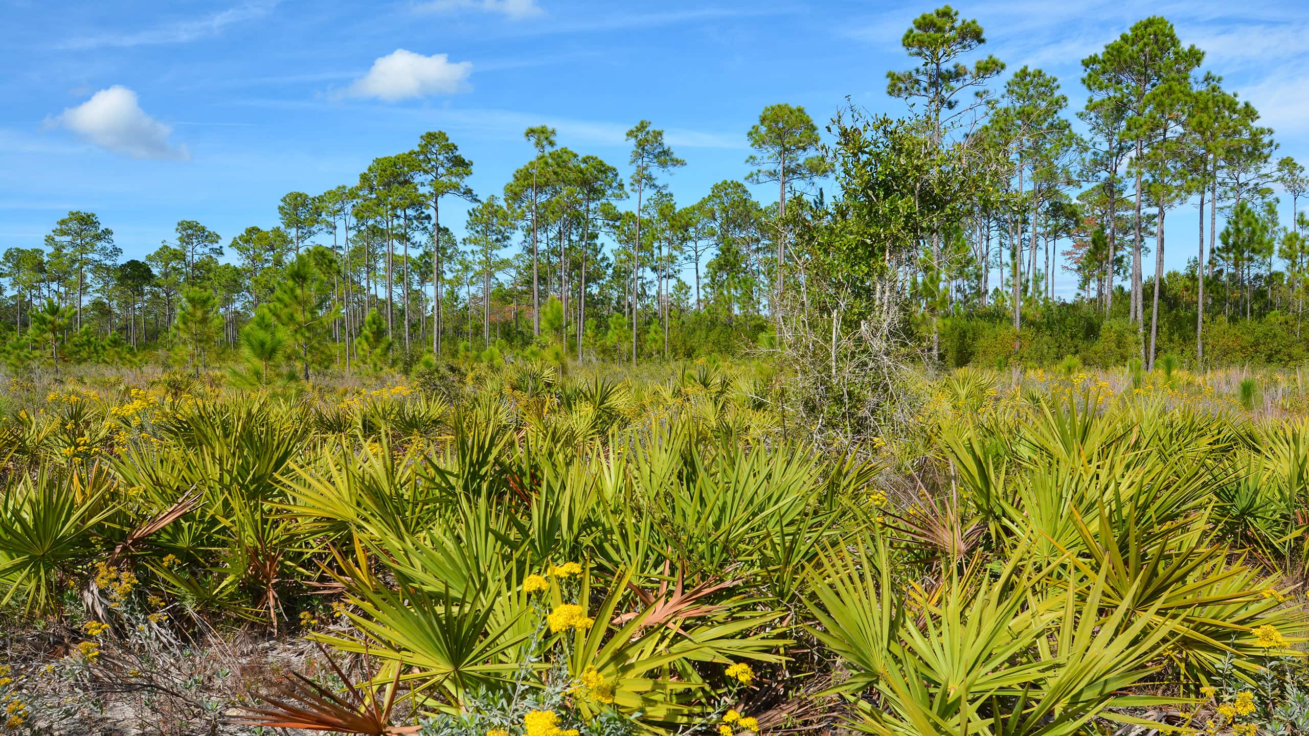 Palmettos in front of longleaf pines