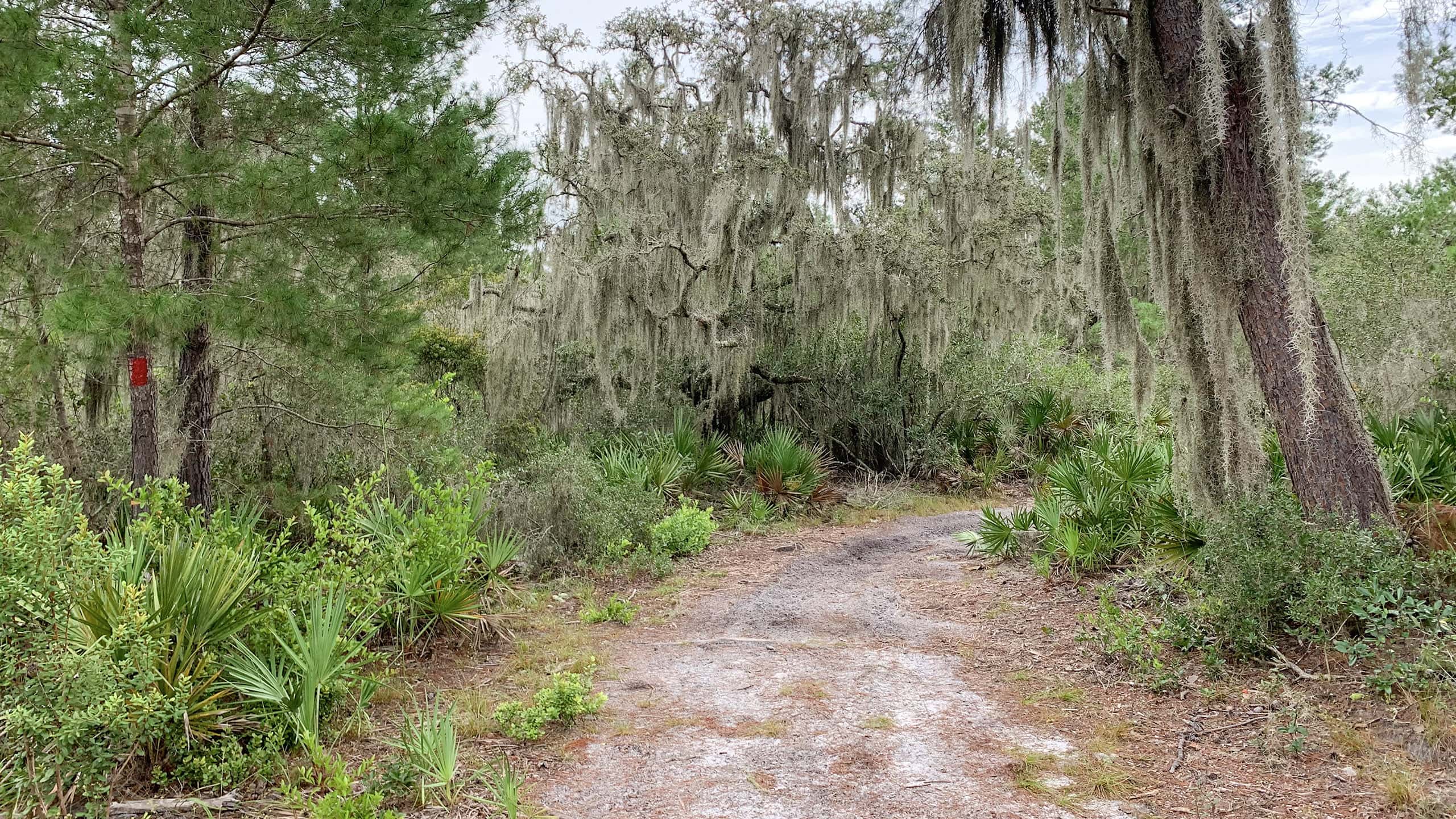 Footpath in a sand pine scrub