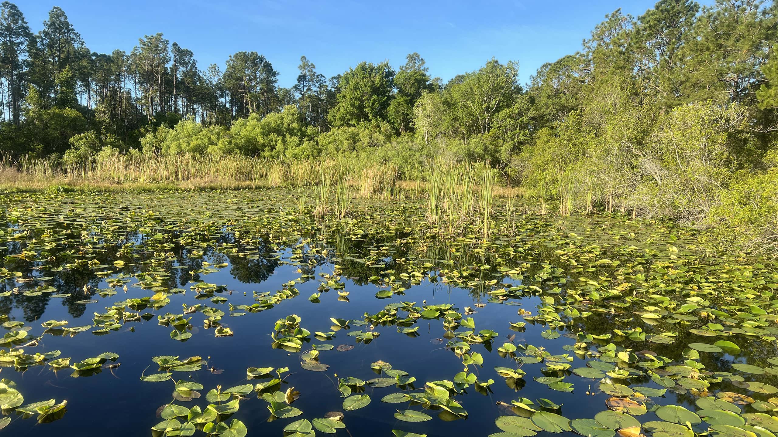 Lilies on a pond