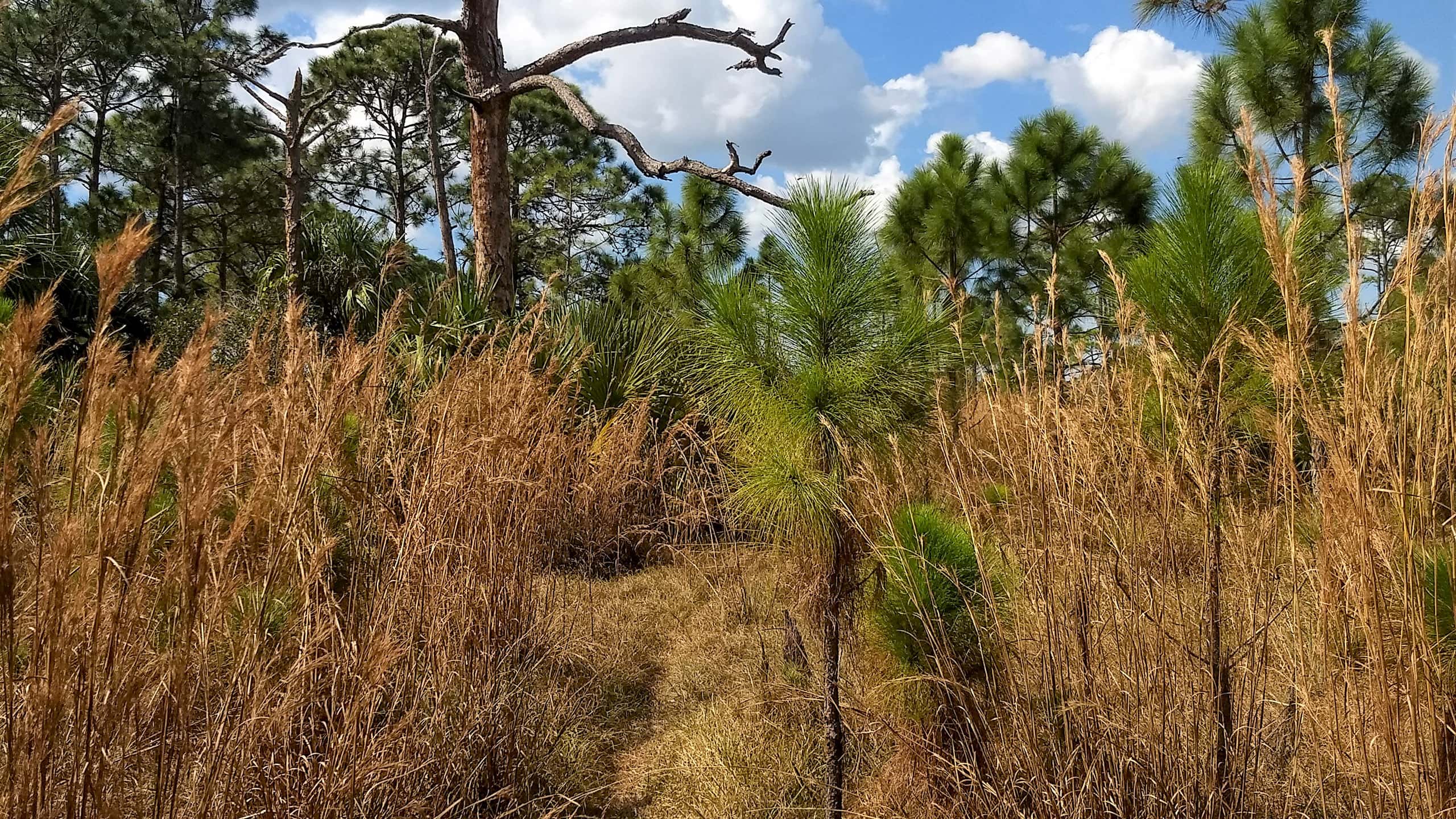 Path through tall grass between pines