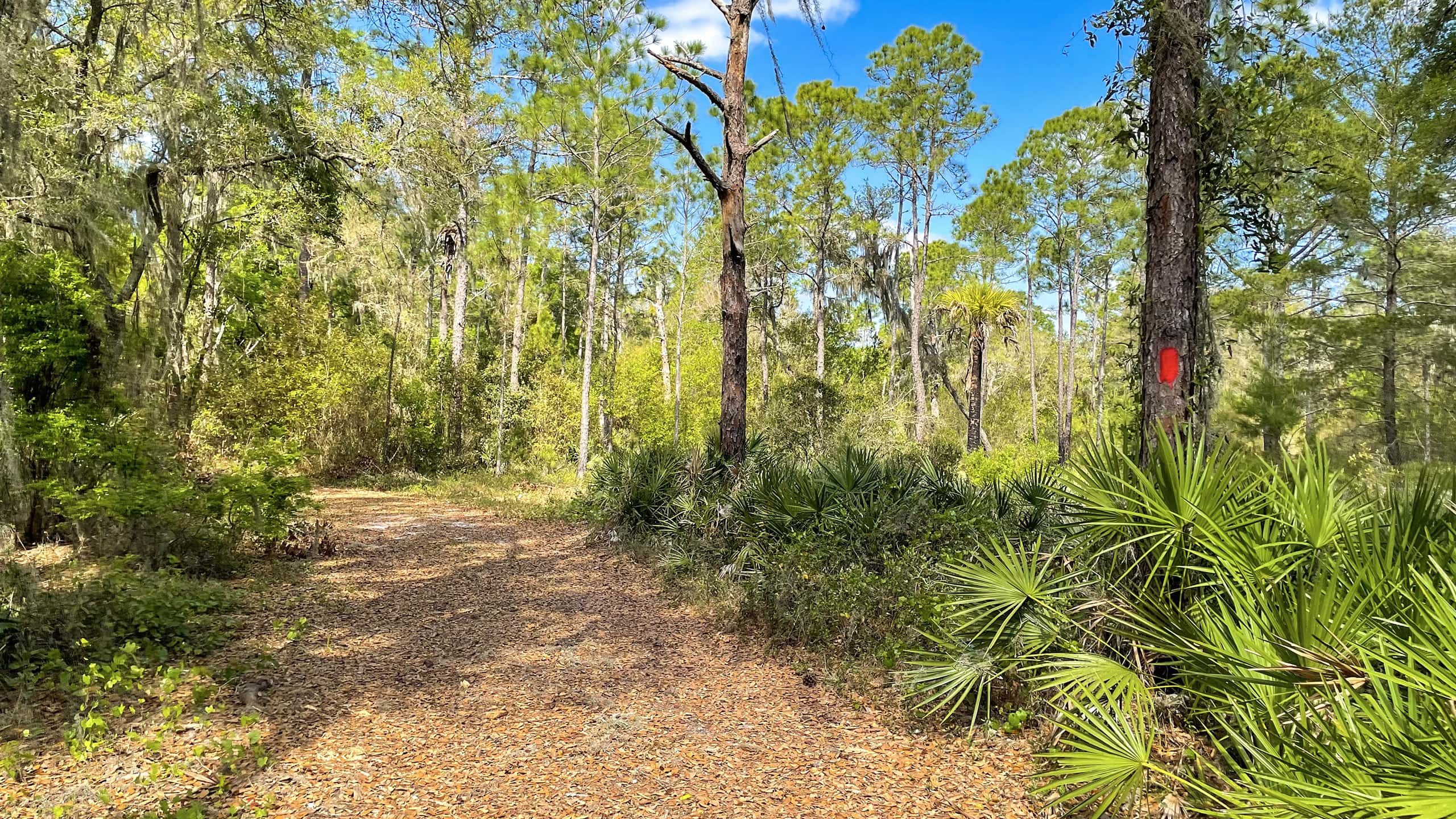 Leaf-strewn broad path in pine forest