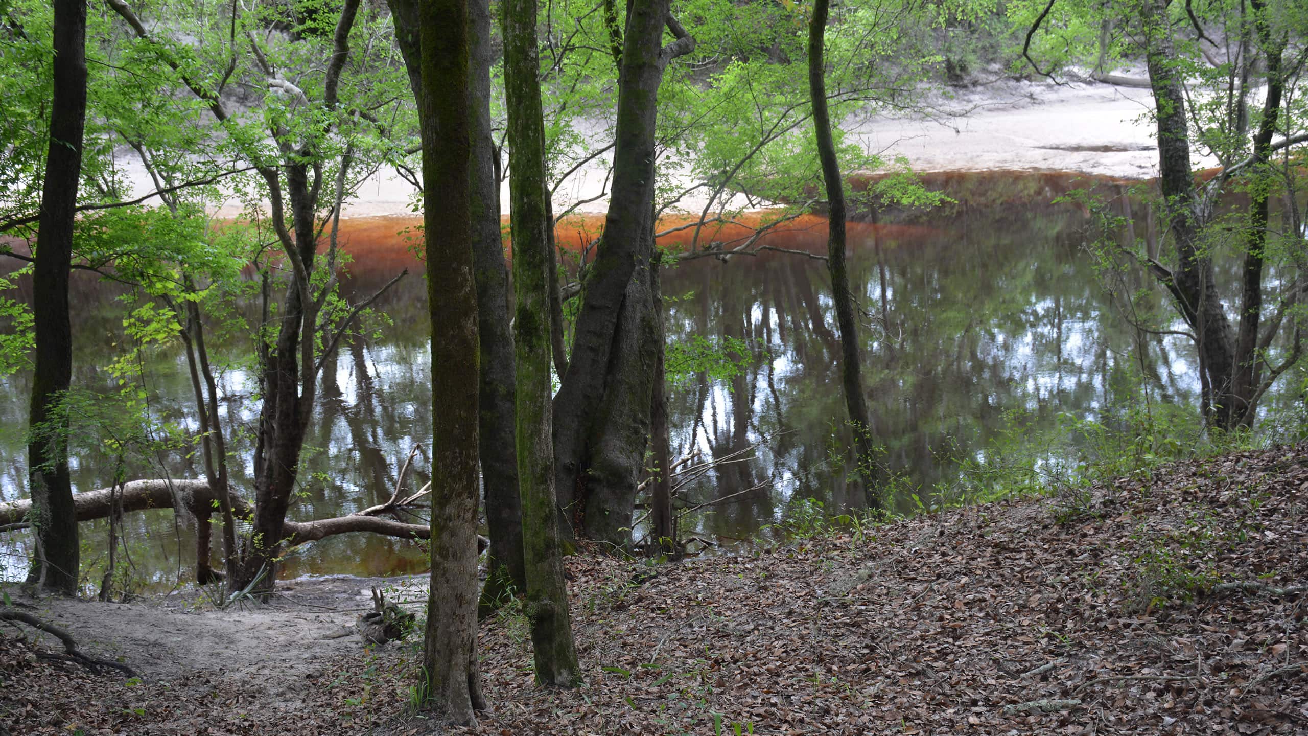 Tannic colored river with sand banks