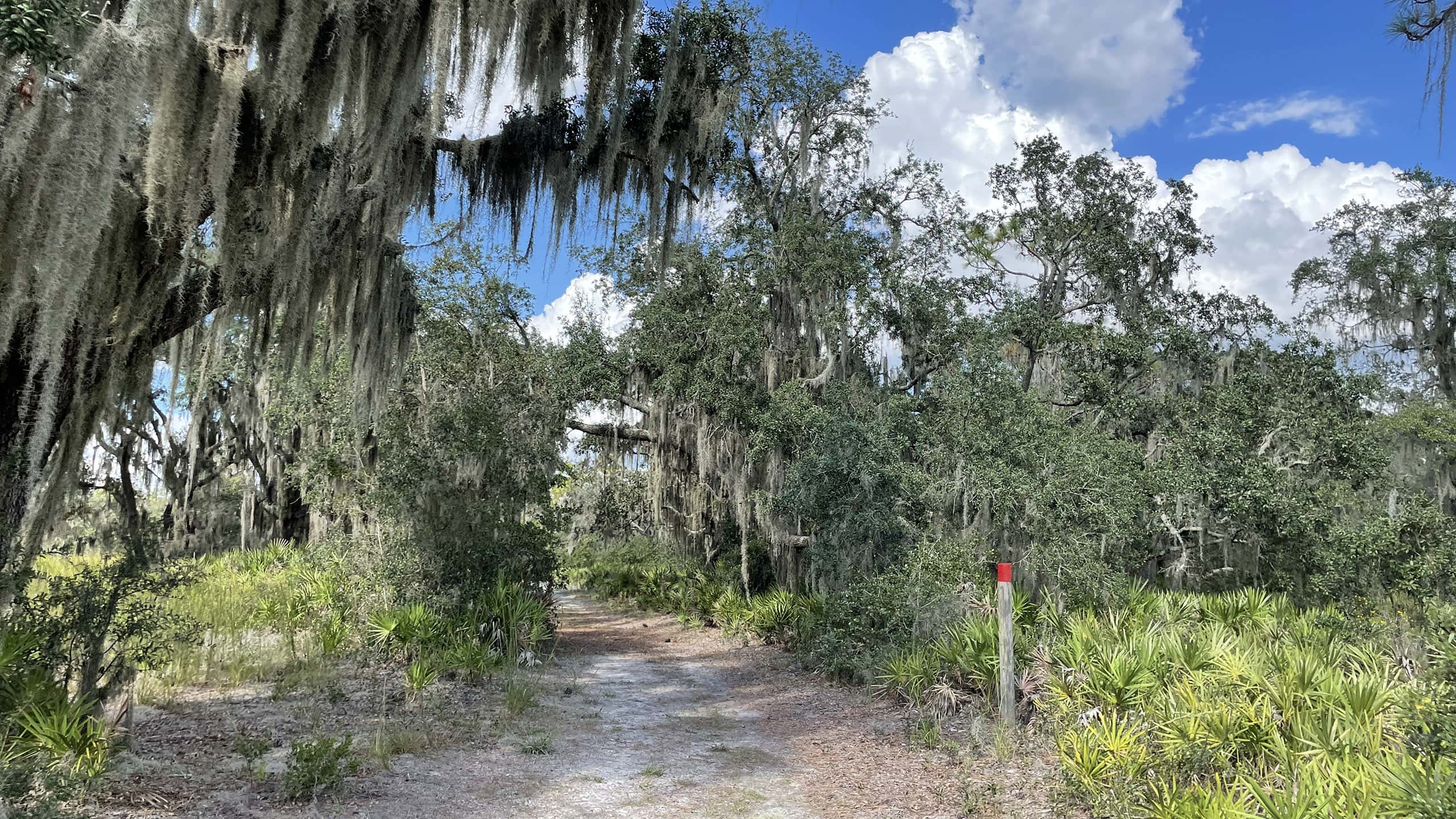 Trail through oak hammock