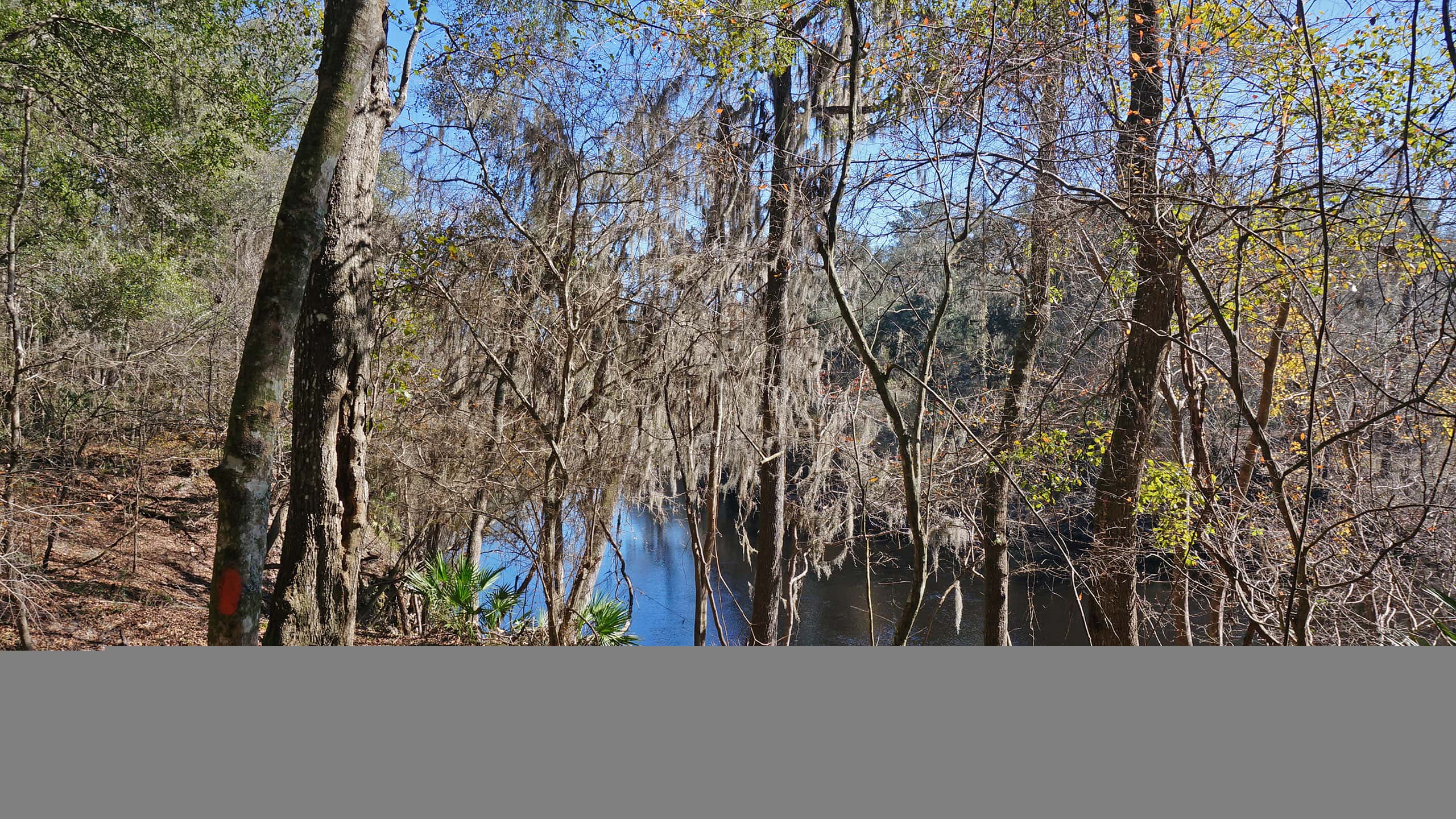 Suwannee River view through trees