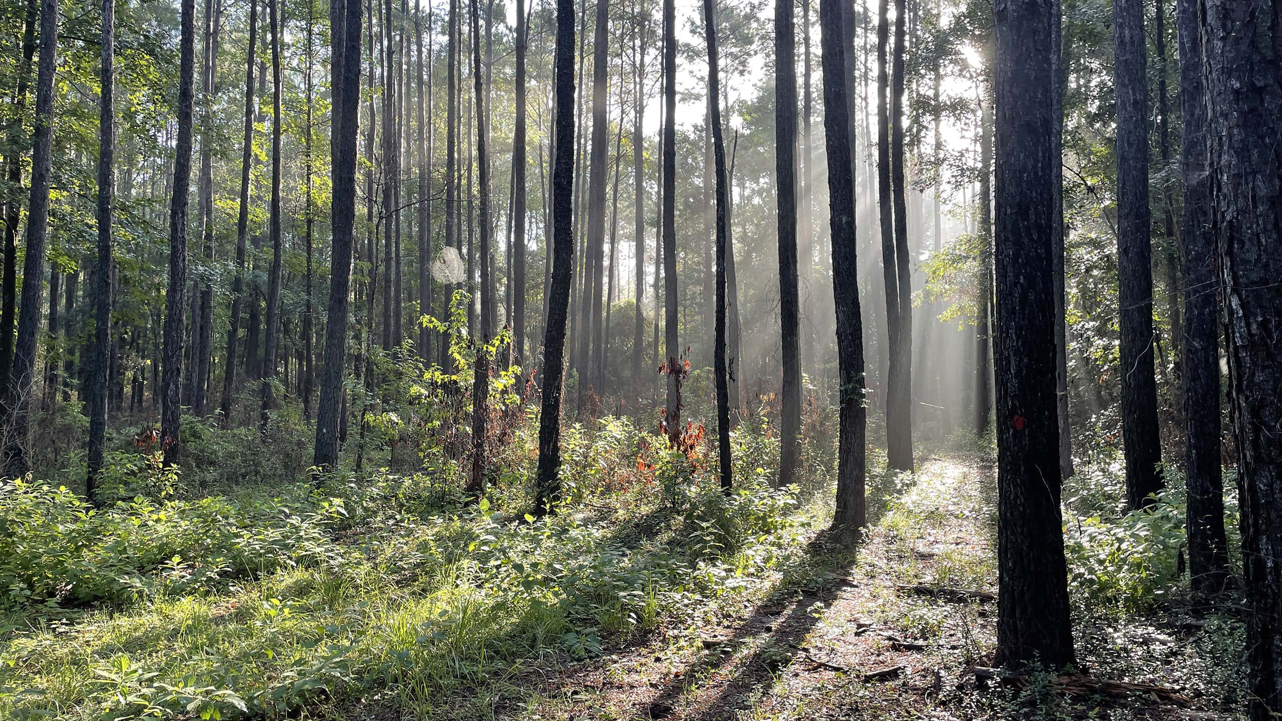 Sunlight streaming through morning fog