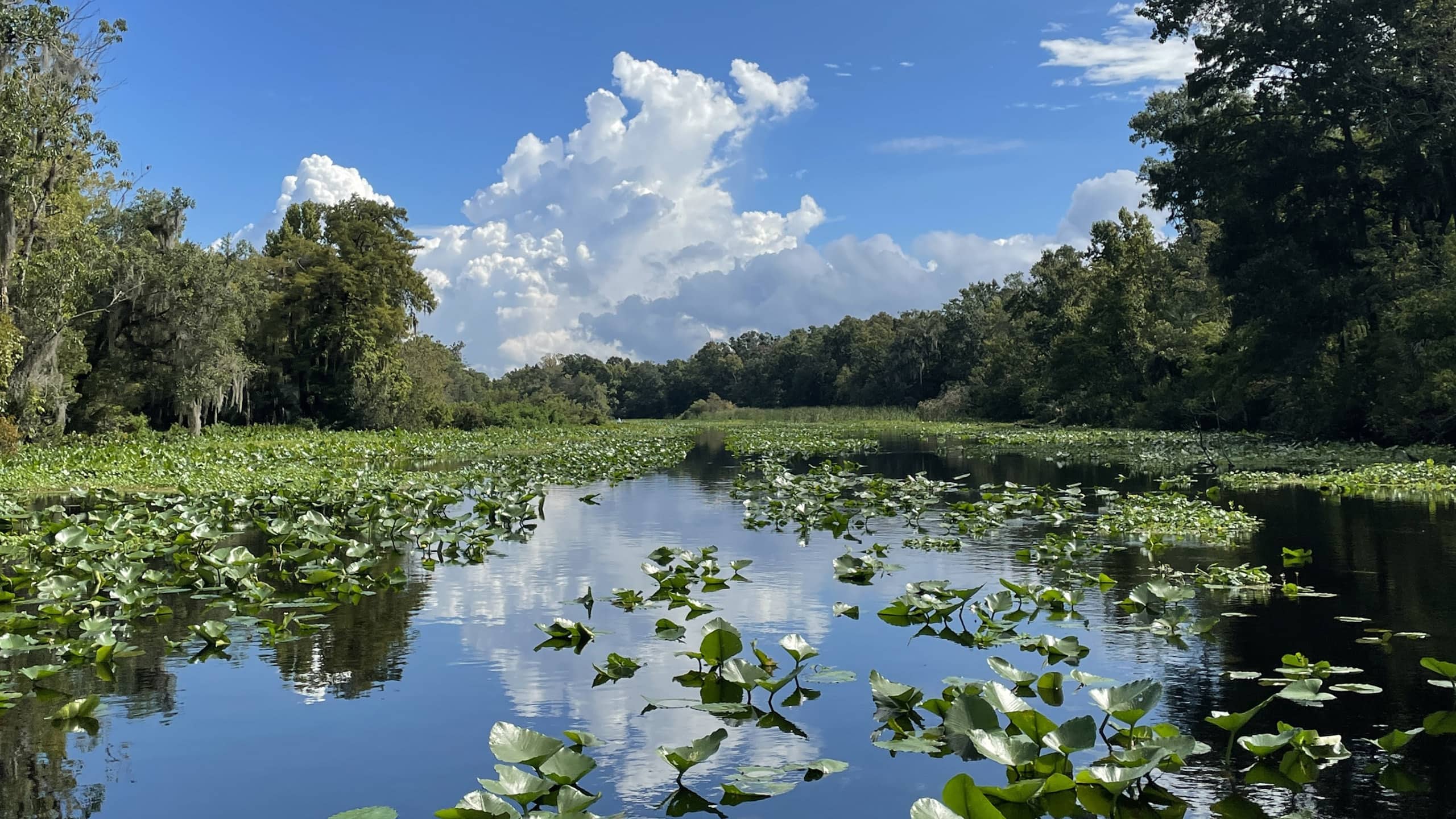 Lily dotted surface of a Florida river