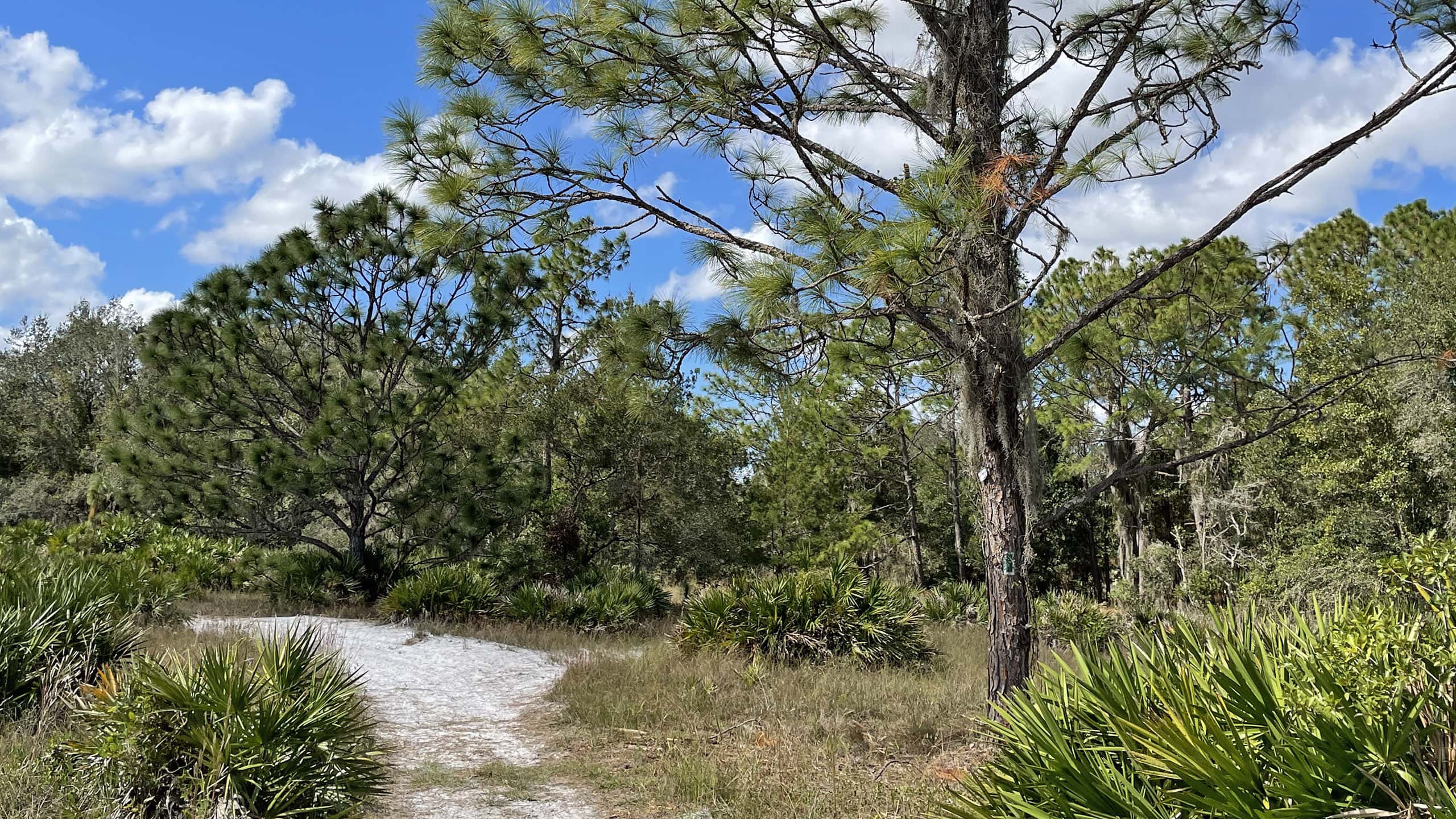 Sandy hiking trail under pines