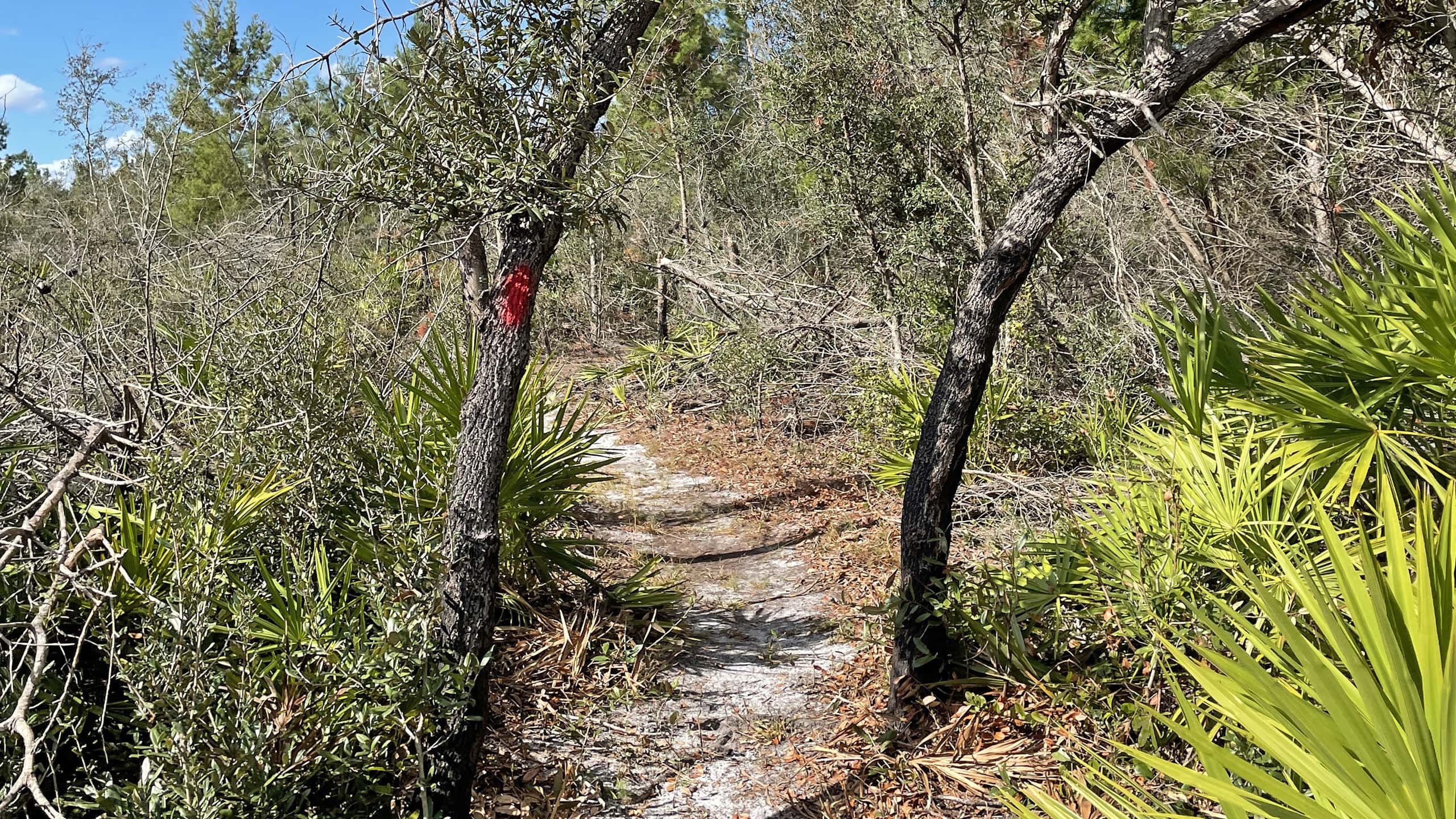 Leaning sand pines in scrub